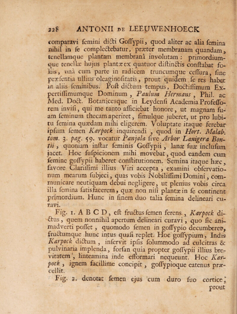 comparavi femini didi Goffypii, quod aliter ac alia femina nihil in fe compledebatur, prxter membranam quandam, tenellamque plantam membrana involutam : primordium¬ que tenella: hujus planta: ex quatuor diffindis conftabat fo¬ liis, una cum parte in radicem truncumque ceffura, fine pr&fentia ullius oleaginofitatis, prout quidem fe res habet in aliis feminibus. Poft dictum tempus, Dodiffimum Ex- pertiffimumque Dominum , Paulum Hermans, Phil. ac Med. Dod. Botanicesque in Leydenfi Academia Profeffo- rem inviii, qui me tanto afficiebat honore, ut magnam fu- am feminum thecam aperiret, fimulque juberet, ut pro lubi- tu femina quxdam mihi eligerem. Voluptate itaque ferebar ipfum femen Karpock inquirendi , quod in Hort. Malab. tom. 3. pag. 59. vocatur Panjala five Arbor Lanigera Bon- tii , quoniam inftar feminis Goffypii, lanx fux inclufum jacet. Hoc fufpicionem mihi movebat, quod eandem cum femine goffypii haberet conftitutionem. Semina itaque hxc, favore Clariffimi illius Viri accepta , examini obfervatio- num mearum fubjeci, quas vobis NobiliffimiDomini, com¬ municare neutiquam debui negligere, ut plenius vobis circa illa femina fatis facerem, qux non nifi planta: in fe continent primordium. Hunc in finem duo talia femina delineari cu¬ ravi. Fig. 1. A B C D, eft frudusfemen ferens, Karpock di- ftus , quem nonnihil apertum delineari curavi, quo fic ani¬ madverti poffet, quomodo femen in goffypio decumberer, frudumque hunc intus quafi replet. Hoc goffypium, Indis Karpock didum , infervit ipfis folummodo ad culcitras & pulvinaria implenda, forfan quia propter goffypii illius bre¬ vitatem, linteamina inde efformari nequeunt. Hoc Kar¬ pock , ignem facillime concipit, goffypioque eatenus prae¬ cellit, Fig. 2. denotat femen ejus cum duro fuo corticei prome