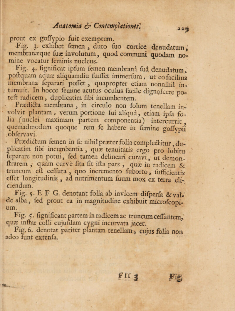 An atomi a & Contemplationis] zz„ prout ex gofiypio fuit exemptum. Fig. 3- exhibet femen, duro fuo cortice denudatum, membranatque fuae involutum, quod communi quodam no¬ mine vocatur feminis nucleus. Fig. 4. fignificat ipfum femen membrani fui denudatum,’ poftquam aqua: aliquamdiu fuiffet immerfum, ut eo facilius membrana fieparari pollet, quapropter etiam nonnihil in- . tumuit. In hocce femine acutus oculus facile dignofcere po¬ te !t radicem, duplicatim fibi incumbentem. • Praedida membrana , in circulo non folum tenellam in- ' volvit plantam, verum portione fui aliqui, etiam ipfa fo¬ lia (nuclei maximam partem componentia) intercurrit quemadmodum quoque rem fe habere in femine gofiypii .obfervavi. - Praedictum femen in fe nihil praeter folia complebitur, du¬ plicatim libi incumbentia , qua: tenuitatis ergo pro 1 ubi tu feparare non potui, fed tamen delineari curavi, ut demon- ftrarem , quam curve fita fit ifta pars , qua: in radicem &c truncum eft celfura , quo incremento fuborto, fuffieientrs elfet longitudinis , ad nutrimentum fuum mox ex terra eli¬ ciendum. Fig. 5. E F G. denotant folia ab invicem difperfa & val¬ de alba, fed prout ea in magnitudine exhibuit mierofeopi- um. ‘ • r ' Fig. fignificant partem in radicem ac truncum ceflantem, qua: inftar colli cujufdam cygni incurvata jacet. Fig.6. denotat pariter plantam tenellam, cujus folia non adeo funt extenfa. fff j