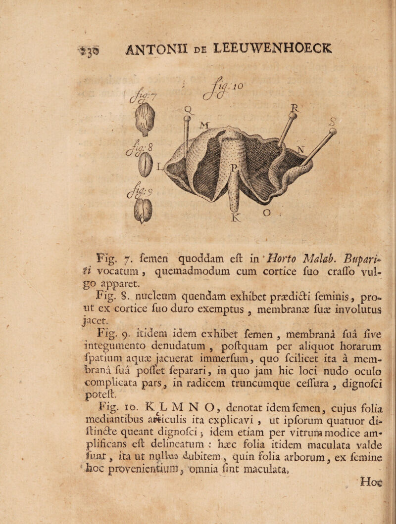 Fig. 7. femen quoddam eft m* Horto Malab. Bupari* ti vocatum } quemadmodum cum cortice fuo craffo vul¬ go apparet, Fig, 8. nucleum quendam exhibet prsedidti feminis 9 pro*» ut ex cortice fuo duro exemptus ? membranae fuse involutus jacet, Fig. 9. itidem idem exhibet femen ? membrana fua live integumento denudatum 5 poftquam per aliquot horarum fpatium aquae jacuerat immerfum, quo fcilicet ita a mem¬ brana fua poffet feparari, in quo jam hic loci nudo oculo complicata pars 5 in radicem truncumque ceffura , dignofci poteft. Fig. 10. KcL M N O, denotat idem femen 3 cujus folia mediantibus aliculis ita explicavi , ut ipforum quatuor di- ftin&e queant dignofci) idem etiam per vitrum modice am¬ plificans eft delineatum ; hxc folia itidem maculata valde fuM, ita ut nullus dubitem 5 quin folia arborum 9 ex femine 'Troe provenientium * omnia fint maculata» ■ Hoc