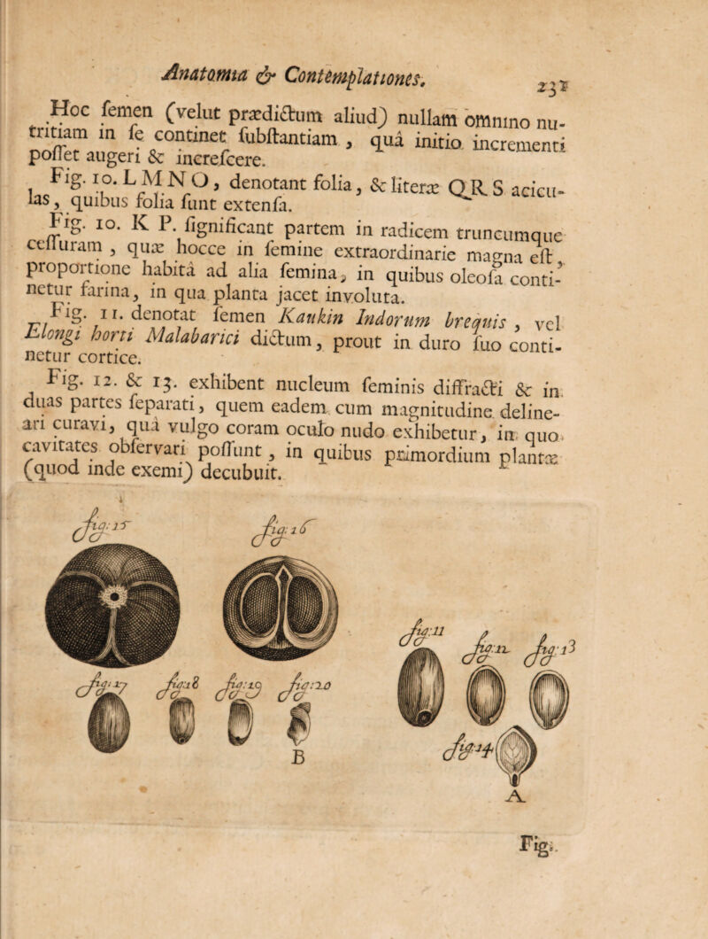 - Anatmia & Contemplationis. 2 5 .Hoc: femen (velat prodictam aliud) nullam omnino nu- nn/rpMna c continet fubftantiam , qua initio, incrementi poiTet augeri & inerefcere. Fig.io.LMNO, denotant folia, &liter® QRS acicu- quibus folia funt extenfa. fig. IO. K P. lignificant partem in radicem truncumque ctlfuram , qua: hocce in femine extraordinarie magna eft proportione habita ad alia femina, in quibus oleofa conti¬ netur farina, in qua planta jacet involuta. I-ig. 1 r. denotat femen Kaukin Indorum breqitis , vel Elongi horti Malabarici dictum, prout in duro fuo conti¬ netur cortice. fig. ia. & 13. exhibent nucleum feminis diffra&i & in duas partes feparati, quem eadem cum magnitudine deline¬ ari curavi, qua vulgo coram oculo nudo exhibetur, in quo cavitates obfervarr poliunt, in quibus primordium piant® (quod inde exemi) decubuit. 1