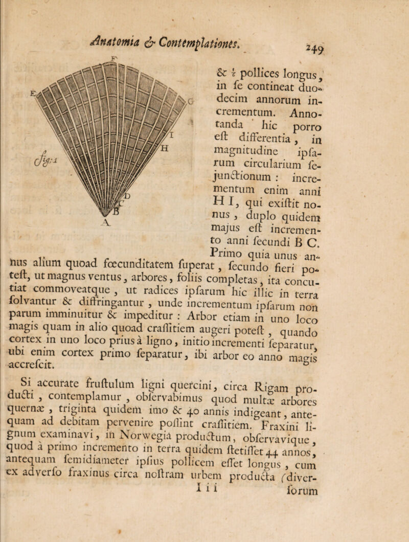 &c i pollices longus, in fe contineat duo* decim annorum in¬ crementum. Anno¬ tanda hic porro eft differentia, in magnitudine ipfa- rum circularium fe- junctionum : incre¬ mentum enim anni H I, qui exiftit no¬ nus , duplo quidem majus eft incremen¬ to anni fecundi B C. . „ Primo quia unus an- luis alium quoad foecunditatem fuperat, fecundo fieri po- teft, ut magnus ventus, arbores, foliis completas, ita concu¬ tiat commoveatque , ut radices ipfarum hic illic in terra iolvantur & diffringantur , unde incrementum ipfarum non parum imminuitur & impeditur : Arbor etiam in uno loco magis quam in alio quoad craflitiem augeri poteft , quando cortex in uno loco prius a ligno, initio incrementi feparatur ubi enim cortex primo feparatur, ibi arbor eo anno mam’ accrefcit. b . SJ-. aCcurate fruftulum ligni quercini, circa Rigam pro¬ ducti , contemplamur , obfervabimus quod multx arbores quernx , triginta quidem imo & 40 annis indigeant, ante¬ quam ad debitam pervenire poflint craflitiem. Fraxini li¬ gnum examinavi, in Norwegid produftum, obfervavique quod a primo incremento in terra quidem ftetiflet++ annos! antequam fcmidiatneter ipfius pollicem efTet longus , cum ex adverfo fraxinus circa nolfram urbem producta fdivcr- 1 * * forum