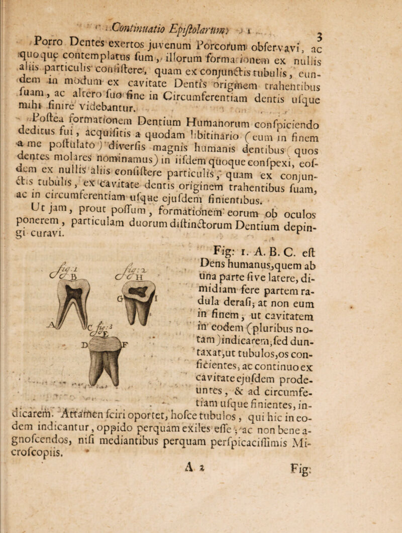 r Continuatio Eptjlolarumi -> i ... , Porro Dentes exertos juvenum Porcorum obfervavi, ac iquoqup contemplatus ftim v illorum forma innem ex nullis a us particulis confidere-', quam ex conjun&is tubulis, eun- em ia modum ex cavitate Dentis originem trahentibus uam, ac altero fuo fine in Circumferentiam dentis ufque nuhi hmre videbantur. ..... , Poftea formationem Dentium Humanorum confpiciendo deditus fui, acquditis a quodam libitinario (eum in finem a me poffulato ) diverfis magnis humanis dentibus quos dentes molares nominamus) in iifdem quoque eonfpexi, eof- dem ex nulhs alus eonuftere particulis, quam ex coniun- ft.s tubulis ex 'Cavatate denris originem trahentibus fuam, ac in circumferentiam ufque ejufdem finientibus. • Ut jam, prout poflum, formationem^ eorum ob oculos ponerem , particulam duorum diftinftorum Dentium depin¬ gi- curavi. . . , v Fig: r. A. B. C. eft Dens humanus,quem ab una parte five latere, di¬ midiam fere partem ra¬ dula derafij at non eum in finem, ut cavitatem in eodem (pluribus no¬ tam )indicarem ;fed dun- taxat,ut tubulos,os con¬ ficientes, ac continuoex cavitate ejufdem prode¬ untes, & ad circumfe- .. , .. • ' tiamufquefinientes,in- dicarem.(Attanfien fciri oportet, hofce tubulos , qui hic in eo¬ dem indicantur, oppido perquam exiles efie ;'ac non bene a- gnofeendos, nifi mediantibus perquam perfpicaciffimis Mi- crofcopiis. As F ig; • > **.*#•. f' *•