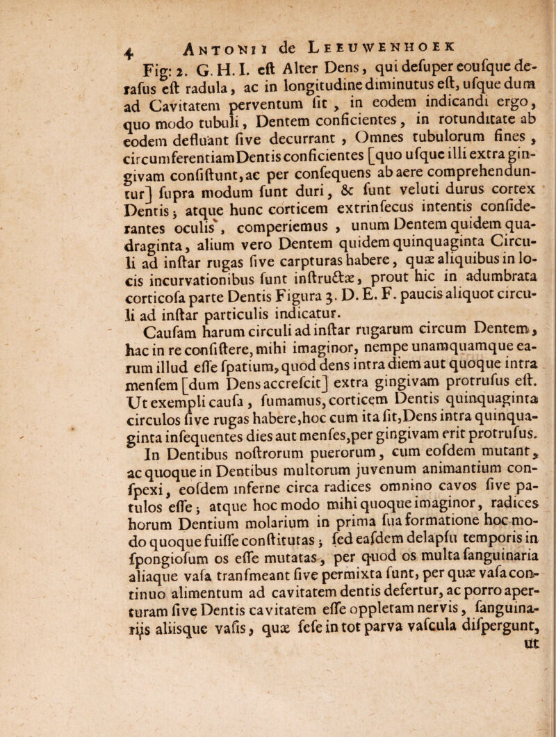 Fig: 2. G.H.I. eft Alter Dens, quidefupereoufquede- rafus eft radula, ac in longitudine diminutus eft, ufque dum ad Cavitatem perventum lit, in eodem indicandi ergo, quo modo tubuli, Dentem conficientes , in rotunditate ab eodem defluant five decurrant , Omnes tubulorum fines , circumferentiam Dentis conficientes £quo ufque illi extra gin¬ givam confiftunt,ac per confequens ab aere comprehendun¬ tur] fupra modum funt duri, 6c funt veluti durus cortex Dentis y atque hunc corticem extrinfecus intentis confide- I rantes oculis , comperiemus , unum Dentem quidem qua¬ draginta, alium vero Dentem quidem quinquaginta Circu¬ li ad inftar rugas five carpturas habere, quae aliquibus in lo¬ cis incurvationibus funt inftruftx, prout hic in adumbrata corticofa parte Dentis Figura 3. D.E. F. paucis aliquot circu¬ li ad inftar particulis indicatur. Caufam harum circuli ad inftar rugarum circum Dentem, hac in re confidere, mihi imaginor, nempe unamquamque ea¬ rum illud e fle fpatium, quod dens intra diem aut quoque intra menfem [dum Densaccrefcit] extra gingivam protrufus eft. Ut exempli caufa , fumamus, corticem Dentis quinquaginta circulos five rugas habere,hoc cum ita fit,Dens intra quinqua¬ ginta infequentes dies aut menfes,per gingivam erit protrufus. In Dentibus noftrorum puerorum, cum eofdem mutant* ac quoque in Dentibus multorum juvenum animantium con- fpexi, eofdem inferne circa radices omnino cavos five pa¬ tulos efle* atque hoc modo mihi quoque imaginor, radices horum Dentium molarium in prima fua formatione hoc mo¬ do quoque fuifle conftitutas > fed eafdem delapfu temporis in fpongiofum os efle mutatas, per quod os multafanguinaria aliaque vafa tranfmeant five permixta funt, per qua vafacon¬ tinuo alimentum ad cavitatem dentis defertur, ac porro aper¬ turam five Dentis cavitatem efleoppletamnervis, fanguina- riis aliisque vafis, qua fefe in tot parva vafcula difpergunt, : A tit