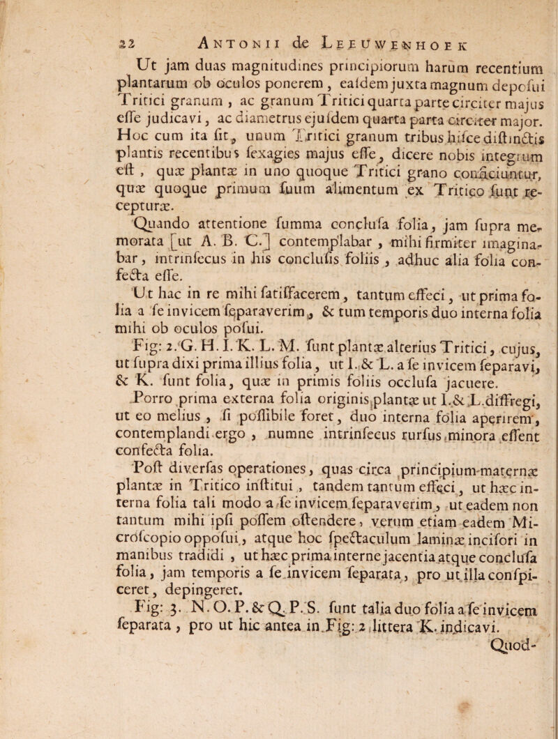 Ut jam duas magnitudines principiorum harum recentium plantarum ob oculos ponerem, eaidem juxta magnum depcfui Tritici granum , ac granum Tritici quarta parte circiter majus effe judicavi , ac diametrus ejufdem quarta parta circiter major. Hoc cum ita fit^ unum Tritici granum tribus hiicediftmctis plantis recentibus fexagies majus effe, dicere nobis integium eft » qux plantas in uno quoque Tritici grano consciuntur, quas quoque primum fuum alimentum ex Tritico futit re¬ cepturas. Quando attentione fumma conclufa folia, jam fupra me¬ morata [ut A. B. C.] contemplabar , mihi firmiter imagina¬ bar , intrinfecus in his conclufis foliis , adhuc alia folia con- fefta effe. Ut hac in re mihi fatiffacerem, tantum effeci, ut prima fo¬ lia a fe invicem feparaverim,, & tum temporis duo interna folia mihi ob oculos pofui. Fig: 2/G. H. I. K. L. M. funt piant x alterius Tritici, cujus, ut fupra dixi prima illius folia, ut I. & L. a fe invicem feparavi, & K. funt folia, quas in primis foliis occlufa jacuere. Porro prima externa folia originis plantae ut I..& L.diffregi, ut eo melius , fi poffibile foret, duo interna folia aperirent, contemplandi ergo , numne intrinfecus rurfus .minora effent confecta folia. Poft diverfas operationes, quas circa principiunvmaternx piante in Tritico inftitui , tandem tantum effeci, ut htec in¬ terna folia tali modo a fe invicem feparaverim, ut eadem non tantum mihi ipfi poffem offendere, verum etiam eadem Mi- crofcopio oppofui, atque hoc fpeftaculum lamina: incifori in manibus tradidi , ut haec prima interne jacentia atque condufa folia, jam temporis a fe invicem feparata, pro utillaconfpi- ceret, depingeret. hig: 3. N.O.P.&Q. P,S. funt talia duo folia a fe invicem feparata , pro ut hic antea in.Fig: 2 littera K. indicavi. Quod-