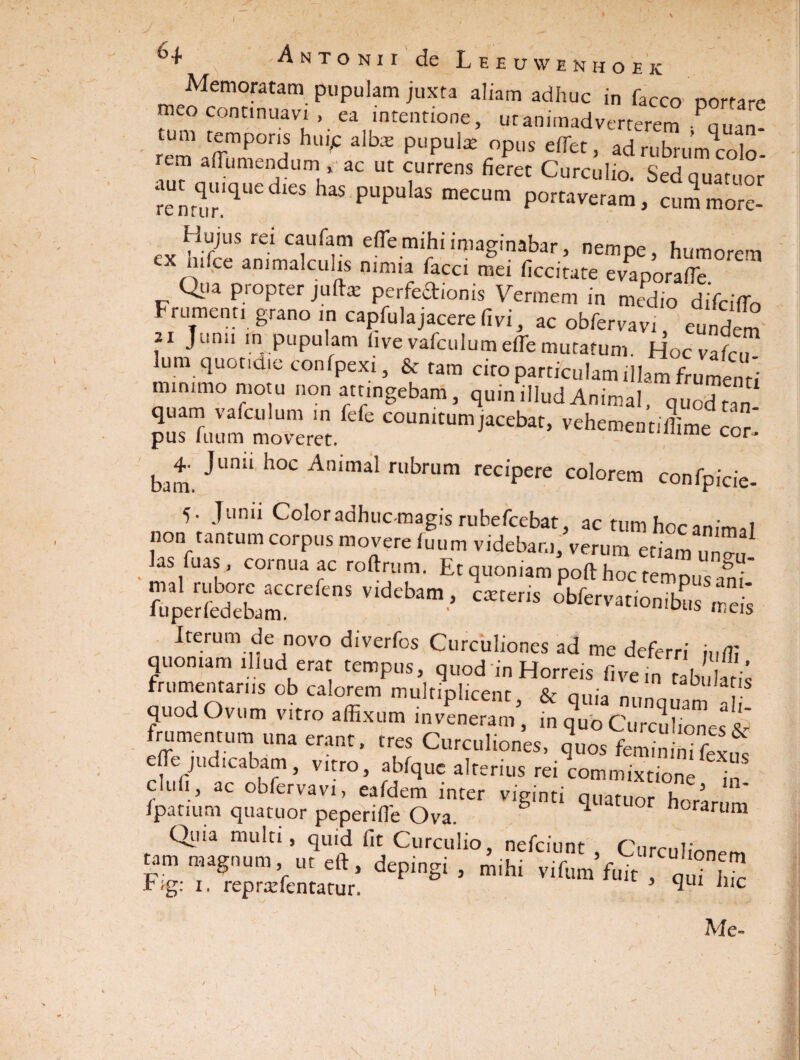 I 6-f. -Antonii de Leeuwenhoek Memoratam pupulam juxta aliam adhuc in facco portare m^o continuavi , ea intentione, ut animadverterem Pauan tum temporis huic alba- pupula opus effiet, adrubrumrolo' rem aiTumendum * ac ut currens fieret Curculio. Sedquatuor aUnrur!qUe eS “ P“pulaS mecum Porta^ram, cummore- Hujus rei cauram effiemihi imaginabar, nempe, humorem ex h,fce animalculis nimia facci mei ficcitate evaporafle ' Qua propter juftx perfectionis Vermem in medio difciffo Frumenti grano m capfula jacere fi vi, ac obfervavi eundem ai Junii m pupulam fivevafculum efle mutatum. Hoc vafrT lum quotidie confpexi, & tam cito particulam illam frumenti minimo motu non attingebam, quin illud Animal, quodnn quam vafculum m fefe coumtumjacebat, vehementiffime cor pus iiium moveret. 1UA1C cor* bami ^UnU ilOC An‘maI ru^rum recipere colorem confpicie- 5. Junii Color adhuc-magis rubefcebat, ac tum hoc animal non tantum corpus movere iuum videbam, verum etiam uZ. as fu as, coinuaac roftrum. Et quoniam poft hoc tempus ani Ei per fedeba m C ^ C*teriS obfer™>'°nibu s mei‘s Iterum de novo diverfos Curculiones ad me deferri iuffi quoniam illud erat tempus, quod in Horreis fivein rabulani quod Ovum vitro affixum inveneram5, m frumentum una erant, tres Curculiones, quos feminini fexus efle judicabam, vitro, abfque alterius rei commixtione in! chlCl> ac obfervavi, eafdem inter vieinti ciuarnnr H 3 fpatium quatuor peperiffie Ova. g q ° horarum Qiiia multi, quid fit Curculio nefciunt CnrmU t.,m magnum,m eft. depingi , mihi vifumftk , q °l,Tc k'g: 1. reprtefentatur. 111 ilIC Me»