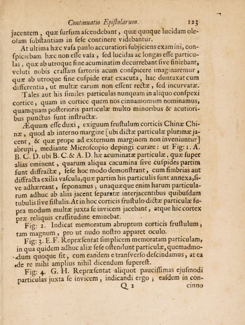 jacentem , qui furfum afcendebant, qui quoque lucidam ole- o(am fubftantiam in fefe concinere videbantur. At ultima hic vafa paulo accuratiori fubjiciens exam ini, con- fpiciebam hic non efle vala , fcd lucidas ac longas efle particu¬ las , qui ab utroque fine acuminarim decurrebant fi ve finiebant, veluti nobis crafiam fartoris acum confpicere imaginaremur , qui ab utroque fine cufpide erat exacuta, hac duntaxatcum differentia, ut multi earum non eflent recti, fcd incurvati. Tales aut his fimiles particulas nunquam in aliquo confpexi cortice, quam in cortice quem nos cinnamomum nominamus, quamquam pofterioris particuli multo minoribus acutiori¬ bus pun&us funt inftru&x. Tsquum efleduxi, exiguum fruftulum corticis Chinx Chi- ni, quod ab interno margine [ubi difti particuli plurimi ja¬ cent, & qui prope ad externum marginem non inveniuntur] abrupi, mediante Microfcopio depingi curare: ut Fig:i.A. B. C. D. ubi B. C &c A. D. hi acuminati particuli, qui fuper alias eminent, quarum aliqua cacumina five cufpides partim funt diffraiSti, fefe hoc modo demonftrant, cum fimbrias aut diffrafta exilia vafcula,qui partim his particulis funt annexa,fi¬ ve adhireant, feponamus; unaquique enim harum particula¬ rum adhuc ab alus jacent feparatx interjacentibus quibufdam tubulis five fiftulis. At in hoc corticis fruftulo di£tx particuli fu- pra modum multi juxta fe invicem jacebant, atque hic cortex pri reliquis crailitudine eminebat. Fig: 2- Indicat memoratum abruptum corticis fruftulum, tam magnum , pro ut nudo noftro apparet oculo. Fig: 3- E.F. Reprifentat fimplicem memoratam particulam, in qua quidem adhuc alii fefe oftendunt particuli, quemadmo¬ dum quoque fit, cum eandem e tranfverfo defeindamus, at ea »de re mihi amplius nihil dicendum fupereft. Fig: 4- G. H. Reprifentat aliquot pauciftlmas ejufmodi particulas juxta fe invicem, indicandi ergo } eafdem in con-