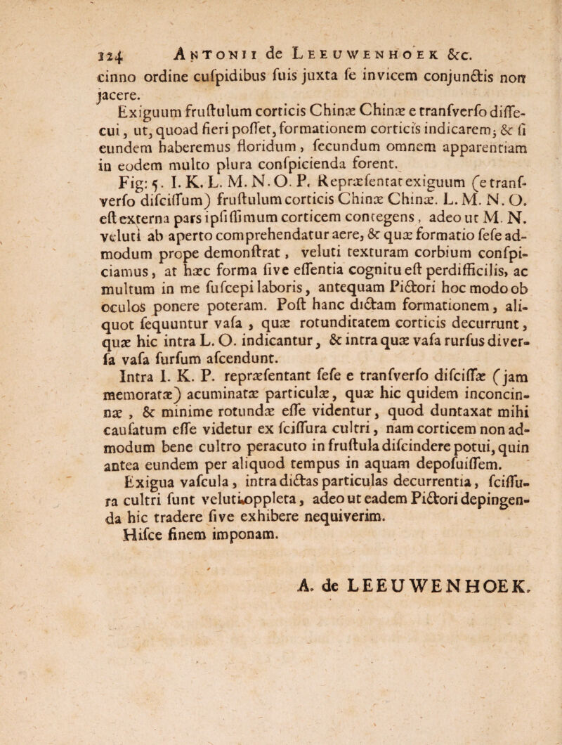 cinno ordine cufpidibus fuis juxta fe invicem conjun&is noir jacere. Exiguum fruftulum corticis Chinae Chinae e tranfverfo difle- cui, ut, quoad fieri poflet, formationem corticis indicarem; & fi eundem haberemus floridum , fecundum omnem apparentiam in eodem multo plura confpicienda forent. Fig: 5. I. K. L. M. N. O. P. Repraefentat exiguum (etranf- verfo difciflum) fruftulum corticis Chinae Chinae. L. M. N. O. eftexterna pars ipfiffimum corticem contegens, adeo ut M. N. veluti ab aperto comprehendatur aere38cqux formatio fefe ad¬ modum prope demonftrat, veluti texturam corbium confpi- ciamus, at haec forma live eflentia cognitu eft perdifficilis, ac multum in me fufcepi laboris, antequam Piftori hoc modoob oculos ponere poteram. Poft hanc diftam formationem, ali¬ quot fequuntur vafa , quae rotunditatem corticis decurrunt, quae hic intra L. O. indicantur, & intra quae vafa rurfus diver- fa vafa furfum afcendunt. Intra 1. K. P. repraefentant fefe e tranfverfo difcifla: (jam memoratae) acuminatae particulae, quae hic quidem inconcin¬ nae , & minime rotundae efle videntur, quod duntaxat mihi caufatum efle videtur ex fcifliira cultri, nam corticem non ad¬ modum bene cultro peracuto in fruftula difcindere potui, quin antea eundem per aliquod tempus in aquam depofuiflem. Exigua vafcula, intradiftasparticulas decurrentia, fciflu- ra cultri funt velutioppleta, adeo ut eadem Pictori depingen- da hic tradere five exhibere nequiverim. Hifce finem imponam. A. de LEEUWENHOEK» f