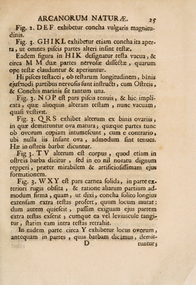 Fig. 2. DEF exhibetur concha vulgaris magnitu¬ dinis. Fig. 3. GHIKL exhibetur etiam concha ita aper¬ ta , ut omnes pifeis partes alteri infint teftse. Eadem figura in HIK defignatur tefta vacua, & circa M M dux partes nervofa? diflettx , quarum ope tefta? clauduntur & aperiuntur. Hipifcesteftacei, obteftarum longitudinem, binis ejuftnodi partibus nervofisfuntinftrufti, cum Oftreis, & Conchis marinis fit tantum una. Fig. 3. NOPeft pars pifeis tenuis, & hic impli¬ cata , quas alioquin alteram teftam , nunc vacuam, quafi veftivit. Fig. 3* Q*RS exhibet alterum ex binis ovariis, in quas demittuntur ova matura > quasque partes tunc ob ovorum copiam intumefeunt , cum e contrario, ubi nulla iis infunt ova , admodum fint tenues. Hx in oftreis barba? dicuntur. Fig 3. T V alterum eft corpus , quod etiam in oftreis barba dicitur , fcd in eo nil notatu dignum repperi, praeter mirabilem & artificiofillimam ejus formationem. Fig. 3. WXY eft pars carnea folida, in parte ex¬ teriori rugis obfita , & ratione aliarum partium ad¬ modum firma , quam, ut dixi, concha folito longius extenfam extra teftas profert, quum locum mutat; dum autem quiefeit , pailim exiguam ejus partem extra teftas exferit 5 cumque ea vel leviuscule tangi¬ tur , ftatim eam intra teftas retrahit. In eadem parte circa Y exhibetur locus ovorum, antequam in partes , quas barbam dicimus, demit- D tunturs