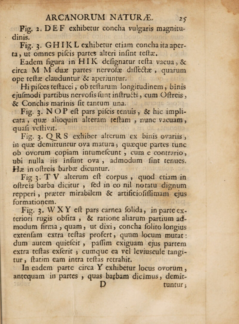 Fig. 2. DEF exhibetur concha vulgaris magnitu¬ dinis. Fig. 3. G HIK L exhibetur etiam concha ita aper¬ ta, ut omnes pifeis partes alteri infint tefta:. Eadem figura in HIK defignatur tefta vacua, & circa M M duae partes nervofie difleftae , quarum ope teftce clauduntur &c aperiuntur. Hipifcesteftacei, obteftarum longitudinem, binis ejufmodi partibus nervofisfuntinftruiti, cum Oftreis, & Conchis marinis fit tantum una. Fig. 3. NOP eft pars pifeis tenuis, & hic impli¬ cata , quae alioquin alteram tcftam , nunc vacuam, quafi veftivit. Fig- 3- Q_R S exhibet alterum ex binis ovariis , in quae demittuntur ova matura * quaeque partes tunc ob ovorum copiam intumefeunt , cura e contrario, ubi nulla iis infunt ova , admodum fine tenues. Hx in oftreis barbte dicuntur. Fig 3. T V alterum eft corpus , quod etiam in oftreis barba dicitur , fed in eo nil notatu dignum repperi , prseter mirabilem & artificiofiftimam ejus formationem. v Fig. 3. WXY eft pars carnea folida, in parte ex¬ teriori rugis obfita , & ratione aliarum partium ad¬ modum firma, quam, ut dixi, concha folito longius extenfam extra teftas profert, quum locum mutat: dum autem quiefeie , paftim exiguam ejus partem extra teftas exferic 5 cumque ea vel leviuscule tangi¬ tur , ftarim eam intra teftas retrahit. In eadem parte circa Y exhibetur locus ovorum, antequam in partes , quas barbam dicimus, demit-