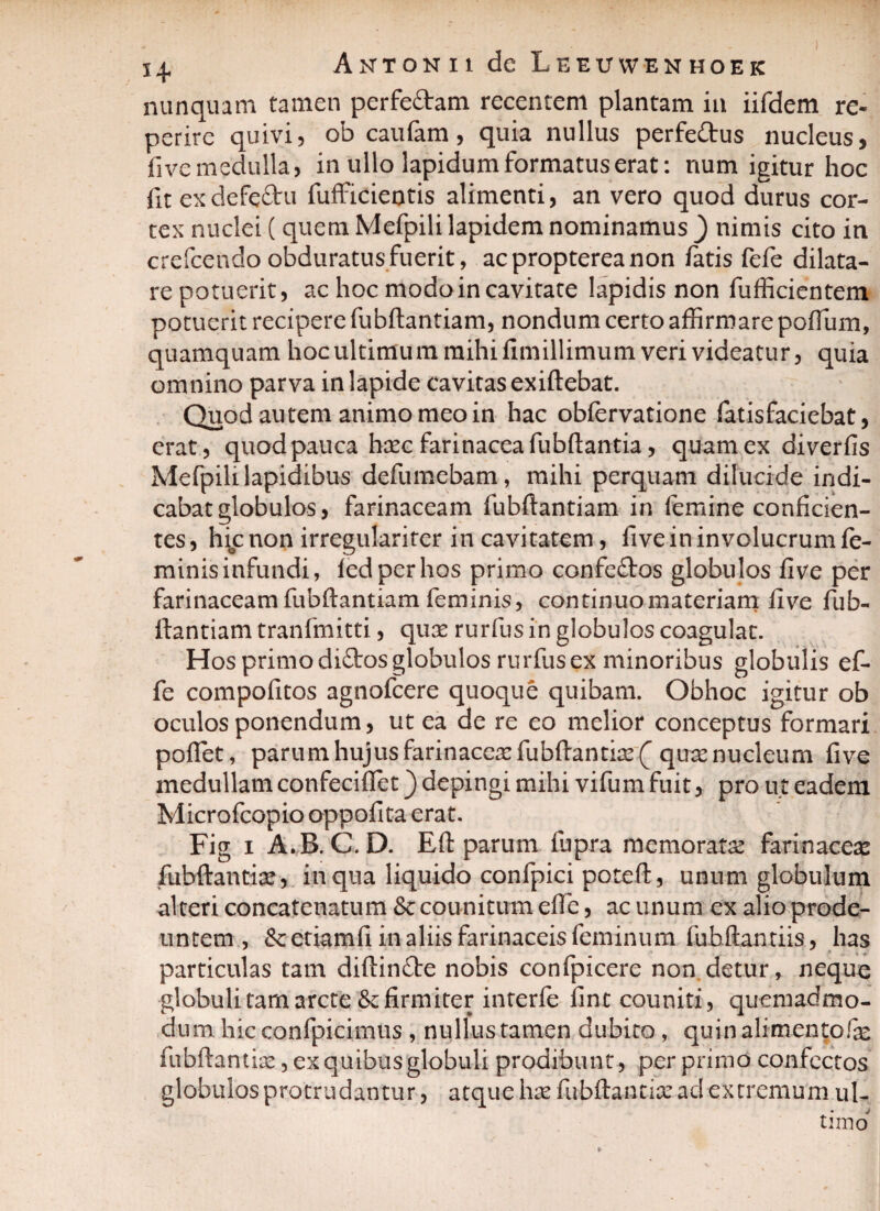 nunquam tamen perfe&am recentem plantam in iifdem re- perire quivi, ob caufam, quia nullus perfeftus nucleus, fi ve medulla, in ullo lapidum formatus erat: num igitur hoc fit exdefe&u fufficientis alimenti, an vero quod durus cor¬ tex nuclei ( quem Mefpili lapidem nominamus ) nimis cito in crefcendo obduratus fuerit, acproptereanon fatis fefe dilata¬ re potuerit, ac hoc modo in cavitate lapidis non fufficientem potuerit recipere fubftantiam, nondum certo affirmare poffium, quamquam hoc ultimum mihi fimillimum veri videatur, quia omnino parva in lapide cavitas exiftebat. Quod autem animo meo in hac obfervatione fatisfaciebat, erat, quod pauca hac farinacea fubftantia, quam ex diverfis Mefpili lapidibus defumebam, mihi perquam dilucide indi¬ cabat globulos, farinaceam fubftantiam in femine conficien¬ tes , hic non irregulariter in cavitatem, five in involucrum fe¬ minis infundi, fedperhos primo confedtos globulos five per farinaceam fubftantiam feminis, continuo materiam five fub- ftantiam tranfmitti, quas rurfus in globulos coagulat. Hos primo di£tos globulos rurfus ex minoribus globulis ef- fe compofitos agnofcere quoque quibam. Obhoc igitur ob oculos ponendum, ut ea de re eo melior conceptus formari poflet, parum hujus farinacea fubftantia f qua nucleum five medullam confecifiet) depingi mihi vifum fuit, pro ut eadem Microfcopio oppofita erat. Fig i A.B. C. D. Eft parum fnpra memoratae farinaceas fubftantia:, in qua liquido confpici poteft, unum globulum alteri concatenatum & counitum efte, ac unum ex alio prode¬ untem , &etiamfi in aliis farinaceis feminum fubftantiis, has particulas tam diftindte nobis confpicere non detur, neque globuli tam arcte & firmiter interfe fintcouniti, quemadmo¬ dum hicconfpicimus , nullus tamen dubito, quin alimento fas fubftantia, ex quibus globuli prodibunt, per primo confectos globulos protrudantur, atque ha fubftantia ad extremum ul¬ timo