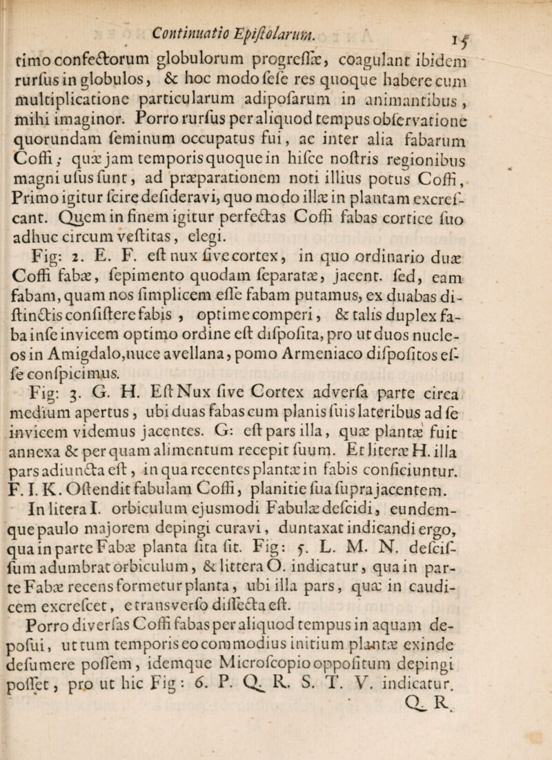 timoconfe&orum globulorum progreflx, coagulant ibidem rurfus in globulos, & hoc modo fele res quoque habere cum multiplicatione particularum adipofarum in animantibus, mihi imaginor. Porro rurfus per aliquod tempus oblervatione quorundam feminum occupatus fui, ac inter alia fabarum Coffi; qua: jam temporisquoquein hifce nollris regionibus magniufusfunt, ad praeparationem noti illius potus Coffi, Primo igitur lcire de fide ravi, quo modo ilice in plantam excref- cant. Qu,em in finem igitur perfe£tas Coffi fabas cortice luo adhuc circum veftitas, elegi. Fig: 2. E. F. eft nux five cortex, in quo ordinario dux Coffi fabae, lepimento quodam feparatae, jacent, fed, eam fabam, quam nos fimplicem elfe fabam putamus, ex duabas di- ftinftisconfifterefabis , optimecomperi, & talis duplex fa¬ ba infe invicem optimo ordine eft difpofita, pro ut duos nucle¬ os in Amigdalo,nuce avellana, pomo Armeniaco difpofitosel- leconfpicim.us. Fig: 3. G. H. Eft Nux five Cortex adverfa parte circa medium apertus , ubi duas fabas cum planis iliis lateribus ad fe invicem videmus jacentes. G: eft pars illa, quae plantas fuit annexa &c perquam alimentum recepit fuum. Et litera: H. illa pars adiun&a eft, in qua recentes planta: in fabis conficiuntur. F. I. K. Oftendit fabulam Coffi, planitiefuafuprajacentem. Inliteral. orbiculum ejusmodi Fabulsedefcidi, eundcm- que paulo majorem depingi curavi, duntaxat indicandi ergo, qua in parte Fabae planta fita fit. Fig: f. L. M. N. defcif- fum adumbrat orbiculum, & littera O. indicatur, qua in par¬ te Fabae recens formetur planta, ubi illa pars, qux in caudi¬ cem excrcfcet, e trans verfo diftefta eft. Porro diverfas Coffi fabas per aliquod tempus in aquam de- pofui, uttum temporis eo commodius initium plantae exinde defumere poftem, idemque Microfcopiooppolitum depingi pollet, pro ut hic Fig - 6. P. R. S. T. V. indicatur. CL R.
