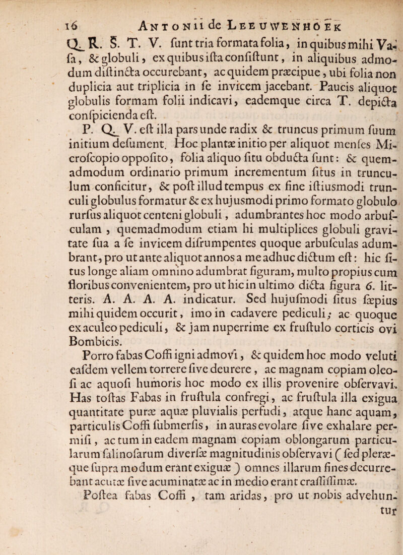 CL R. S. T. V. funt tria formata folia, in quibus mihi Va- fa, & globuli, ex quibus iftaconfiftunt, in aliquibus admo¬ dum diftin&a occurebant, ac quidem praecipue, ubi folia non duplicia aut triplicia in fe invicem jacebant. Paucis aliquot globulis formam folii indicavi, eademque circa T. depi&a confipiciendaeft. P. V. eft illa pars unde radix & truncus primum fuum initium defument. Hoc plantae initio per aliquot menfes Mi- crofcopio oppofito, folia aliquo fitu obdu£ta funt: &c quem¬ admodum ordinario primum incrementum fitus in truncu¬ lum conficitur, & pofl illud tempus ex fine iftiusmodi trun¬ culi globulus formatur & ex hujusmodi primo formato globulo rurfus aliquot centeni globuli, adumbrantes hoc modo arbuf- culam , quemadmodum etiam hi multiplices globuli gravi¬ tate fua a fe invicem difrumpentes quoque arbufculas adum¬ brant, pro ut ante aliquot annos a me adhuc dittum eft: hic fi¬ tus longe aliam omnino adumbrat figuram, multo propius cum floribus convenientem, pro ut hic in ultimo di£ta figura 6. lit¬ teris. A. A. A. A. indicatur. Sed hujufimodi fitus laspius mihi quidem occurit, imo in cadavere pediculi; ac quoque ex aculeo pediculi, & jam nuperrime ex fruftulo corticis ovi Bombicis. : Porro fabas Coffi igni admovi, & quidem hoc modo veluti eafdem vellem torrere five deurere , ac magnam copiam oleo- 11 ac aquofi humoris hoc modo ex illis provenire obfervavL Has toftas Fabas in fruftula confregi, ac fruftula illa exigua quantitate puras aqua: pluvialis perfudi, atque hanc aquam, particulis Coffi fubmerfis, in auras evolare five exhalare per- mifi , ac tum in eadem magnam copiam oblongarum particu¬ larum falinofarum diverfas magnitudinis obfervavi ( fed plera¬ que fupra modum erant exiguas _) omnes illarum fines decurre¬ bant acutas five acuminatas ac in medio erant crafiiffima:. Poftea fabas Coffi , tam aridas, pro ut nobis advehun¬ tur
