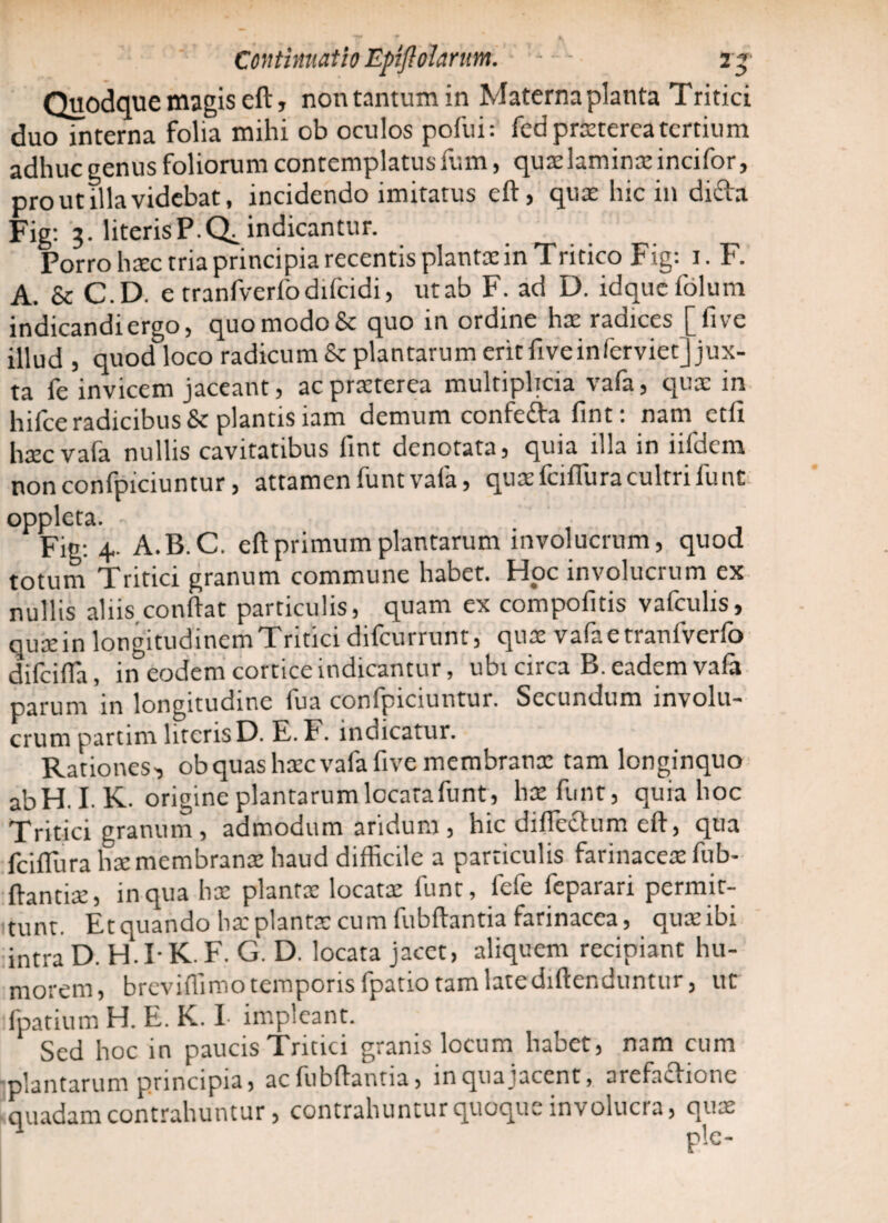 Quodque magis eft, non tantum in Materna planta Tritici duo interna folia mihi ob oculos pofui: fed praeterea tertium adhuc genus foliorum contemplatus fum, quae lamina incifor, pro ut illa videbat, incidendo imitatus eft, quae hic in difta Fig: 3. literisP.Q. indicantur. Porro haec tria principia recentis plantae in Tritico Fig: 1. F. A. & C.D. e tranfverfodifcidi, utab F. ad D. idqucfolum indicandi ergo, quo modo Sc quo in ordine hae radices [fi ve illud , quod loco radicum & plantarum erit fiveinferviet] jux¬ ta fe invicem jaceant, ac praeterea multiplicia vafa, quae in hifce radicibus Sc plantis iam demum confetta fint: nam etfi haec vafa nullis cavitatibus fint denotata, quia illa in iifdem nonconfpiciuntur, attamenfuntvafa, quaefciftiiracultrilunt oppleta. ^ Fig: 4.. A.B.C. eft primum plantarum involucrum, quod totum Tritici granum commune habet. Hoc involucrum ex nullis aliis conftat particulis, quam ex compofitis vafcuhs, quae in longitudinem Tritici difeurrunt, quae vafaetranfverfo difcifta, in eodem cortice indicantur, ubi circa B. eadem vafa parum in longitudine fua confpiciuntur. Secundum involu¬ crum partim literis D. E. F. indicatur. Rationes, ob quas haec vafa five membranae tam longinquo abH. I. K. origine plantarum locata funt, hae funt, quia hoc Tritici granum, admodum aridum , hic diflechim eft, qua fcifiura hae membranae haud difficile a particulis farinaceae fub- ftantiae, in qua hae plantae locatae funt, fefe feparari permit¬ tunt. Et quando hae plantae cum fubftantia farinacea, quaeibi intra D. H. I- K. F. G. D. locata jacet, aliquem recipiant hu¬ morem, brevifiimo temporis fpatio tam latediftenduntur, ut fpatium H. E. K. I impleant. Sed hoc in paucis Tritici granis locum habet, nam cum plantarum principia, ac fubftantia, in qua jacent, arefaffione quadam contrahuntur, contrahuntur quoque involucra, quae ple-