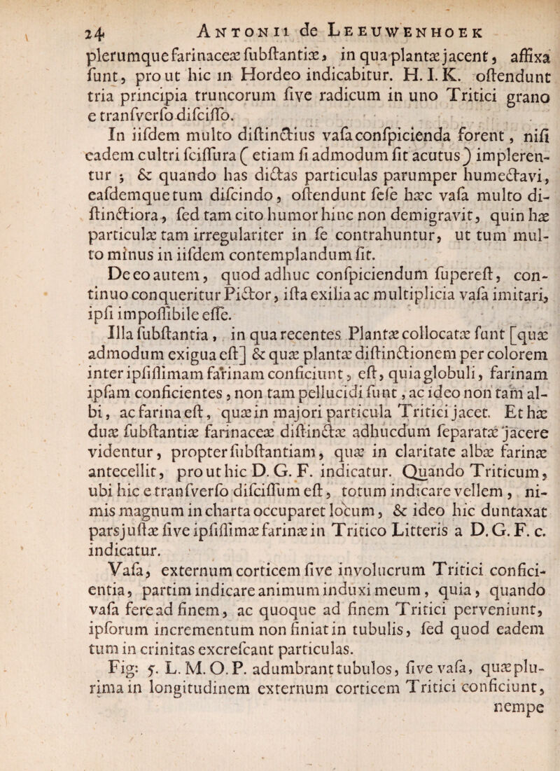 plerumque farinaceas fubftantias* in qua plantae jacent, affixa funt, prout hic in Hordeo indicabitur. H. I. K. oftendunt tria principia truncorum five radicum in uno Tritici grano e tranfvcrfodifciftb. In iifdem multo diftinctius vafaconfpicienda forent, nifi eadem cultri fciftura ( etiam fi admodum fit acutus} impleren¬ tur ^ Sc quando has didas particulas parumper humedavi, eafdemquetum difcindo, oftendunt fefe haec vafa multo di- ftin&iora, fed tam cito humor hinc non demigravit, quinhae particulae tam irregulariter in fc contrahuntur, ut tum mul¬ to minus in iifdem contemplandum fit. Deeoautem, quod adhuc confpiciendum fupereft, con¬ tinuo conqueritur Pidtor, ifta exilia ac multiplicia vala imitari, ipfi impofllbile efle. Illa fubftantia , in qua recentes Plantae collocatas fant [quae admodum exigua eft] & quas planta: diftindionem per colorem inter ipfiflimam farinam conficiunt, eft, quia globuli, farinam ipfam conficientes, non tam pellucidi funt, ac ideo non tam al¬ bi, acfarinaeft, quaein majori particula Tritici jacet. Ethte duas fubftantia farinaceas diftin&as adhucdum feparatae jacere videntur, propterfubftantiam, qua: in claritate albas farina: antecellit, prouthic D. G. F. indicatur. Quando Triticum, ubi hic e tranfverfo difciflumeft, totum indicare vellem , ni¬ mis magnum in charta occuparet locum, & ideo hic duntaxat parsjuftas five ipliflimas farinas in Tritico Litteris a D.G.F. c. indicatur. ■ Yafa, externum corticem five involucrum Tritici confici¬ entia, partim indicare animum induxi meum, quia, quando vafa feread finem, ac quoque ad finem Tritici perveniunt, ipforum incrementum non finiat in tubulis, fed quod eadem tum in crinitas excrefcant particulas. Fig: f. L. M. O.P. adumbrant tubulos, five vafa, quas plu¬ rima in longitudinem externum corticem Tritici conficiunt, nempe