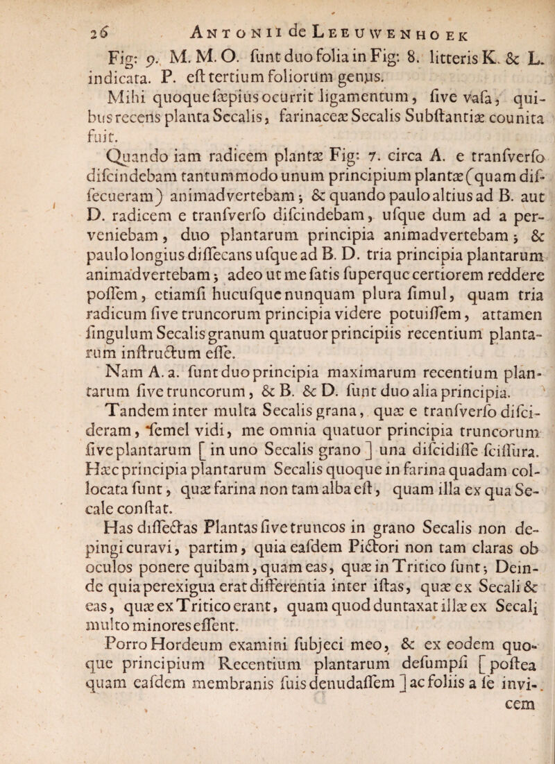 Fig: <?. M. M. O. funt duo folia in Fig: 8. litteris K. & L. indicata. P. eft tertium foliorum genjus. Mihi quoquefaepiusocurrit ligamentum, five vafa, qui¬ bus recens planta Secalis, farinaceae Secalis Subftantiae counita fuit. Quando iam radicem plantae Fig: 7. circa A. e tranfverfo difcindebam tantummodo unum principium plantae[quam dif- fecueram) animadvertebam * & quando paulo altius ad B. aut D. radicem e tranfverfo difcindebam, ufque dum ad a per¬ veniebam , duo plantarum principia animadvertebam * & paulo longius diftecansufque ad B. D. tria principia plantarum animadvertebam > adeo ut me fatis fuperquc certiorem reddere poflem, etiamfi hucufquenunquam plura limul, quam tria radicum five truncorum principia videre potuiftem, attamen lingulum Secalis granum quatuor principiis recentium planta¬ rum inftruftum efte. Nam A. a. funt duo principia maximarum recentium plan¬ tarum five truncorum , & B. & D. funt duo alia principia. Tandem inter multa Secalis grana, qua: e tranfverfo difci- deram, Pemel vidi, me omnia quatuor principia truncorum five plantarum [in uno Secalis grano] una difcidifle fciifura. Haec principia plantarum Secalis quoque in farina quadam col¬ locata funt, quae farina non tam alba eft, quam illa ex qua Se¬ cale conftat. Has diftedfas Plantas five truncos in grano Secalis non de¬ pingi curavi, partim, quiaeafdem Pidtori non tam claras ob oculos ponere quibam, quam eas, quae in Tritico funt; Dein¬ de quia perexigua erat differentia inter iftas, quae ex Secali Sc eas, quae ex Tritico erant, quam quod duntaxat illae ex Secali multo minoreseffent. * Porro Hordeum examini fubjeci meo, & ex eodem quo¬ que principium Recentium plantarum defumpfi [poftea quam eafdem membranis fuisdenudaflem j ac foliis a le invi-. cem