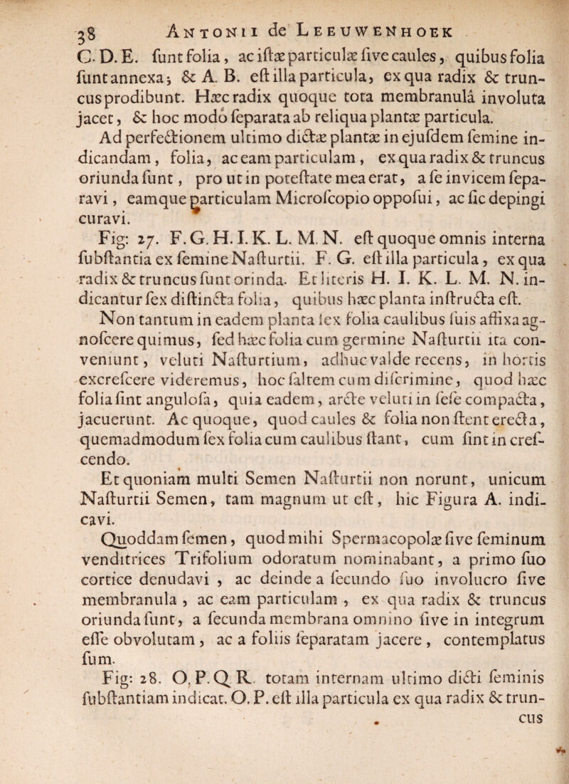 CD.E. funt folia, ac ilbe particulas five caules, quibus folia funtannexa* & A. B. eft illa particula, ex qua radix & trun¬ cus prodibunt. Haec radix quoque tota membranula involuta jacet, & hoc modo feparata ab reliqua planta? particula. Ad perfedtionem ultimo difta? plantae in ejufdem femine in¬ dicandam, folia, ac eam particulam , ex qua radix & truncus oriunda funt, pro ut in poteftate mea erat, a fe invicem fepa- ravi, eamque particulam Microfcopio oppofui, ac lic depingi curavi. Fig: 27. F. G, H. I. K. L. M. N. eft quoque omnis interna fubflantia ex femineNafturtii. F. G. eft illa particula, exqua radix&truncusfuntorinda. Et literis H. I. K. L. M. N. in¬ dicantur fex diftinftafolia, quibus haecplanta inftrudta eft. Non tantum in eadem planta lex folia caulibus luis affixa ag- nofcere quimus, fed haecfolia cum germine Nafturtii ita con¬ veniunt, veluti Nafturtium, adhuc valde recens, in hortis excrefcere videremus, hocfaltemcumdifcrimine, quod ha^c folia fint angulofa, quia eadem , anfte veluti in fefe compadta, jacuerunt. Acquoque, quod caules & folia non ftentere&a, quemadmodum fex folia cum caulibus ftant, cum fint in cref- cendo. Et quoniam multi Semen Nafturtii non norunt, unicum Nafturtii Semen, tam magnum ut eft, hic Figura A. indi¬ cavi. Quoddam femen, quod mihi Spermacopolae five feminum venditrices Trifolium odoratum nominabant, a primo fuo cortice denudavi , ac deinde a lecundo iuo involucro live membranula , ac eam particulam , ex qua radix & truncus oriunda funt , a fecunda membrana omnino live in integrum efle obvolutam , ac a foliis leparatam jacere , contemplatus fum. Fig: 28. O, P.QR. totam internam ultimo di£ti feminis fubftantiam indicat. O. P. eft illa particula ex qua radix Se trun- . cus