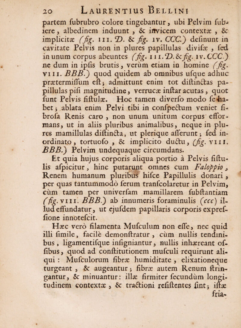 partem fubrubro colore tingebantur , ubi Pelvim fufa-* iere , albedinem induunt , & invicem contexta , fk implicita (fig. in. T). &c fig. iv. CCC.) definunt in cavitate Pelvis non in plures papillulas divifae , fed in unum corpus abeuntes (fig. i1i.T). &fig- iv. CCC.} ne dum in ipfis brutis, veriim etiam in homine (fig. viii. BBB.) quod quidem ab omnibus ufque adhuc praetermiffum eft* admittunt enim tot diftinftas pa¬ pillulas pifi magnitudine, verrucae inftar acutas, quot iunt Pelvis fiftulae. Hoc tamen diverfo modo fe<ha- bet* ablata enim Pelvi tibi in confpe&um veniet fi- brofa Renis caro , non unum unitum corpus* effor- mans, ut in aliis pluribus animalibus, neque in plu- res mamillulas diftinfta, ut plerique afferunt * fed in¬ ordinato, tortuofo , fk implicito du£tu, (fig. vi 11. BBB.) Pelvim undequaque circumdans. Et quia hujus corporis aliqua portio a Pelvis fiftu- lis afpicitur, hinc putarunt omnes cum Faloppio, Renem humanum pluribus hifce Papillulis donari , per quas tantummodo ferum tranfcolaretur in Pelvim, ciim tamen per univerfam mamillarem fubftantiam (fig. vili. BBB.) ab innumeris foraminulis (ccc) il¬ lud effundatur, ut ejufdem papillaris corporis expref- lionc innotefcit. Haec vero filamenta Mufculum non effe, nec quid illi fimile, facile demonftratur , cum nullis tendini¬ bus , ligamentifque infigniantur, nullis inhaereant of- fibus, quod ad conftitutionem mufculi requirunt ali¬ qui : Mufculorum fibrae humiditate , elixationeque turgeant , & augeantur > fibrae autem Renum ftrin- gantur, deminuantur: illa: firmiter fecundum longi¬ tudinem contextae, & traftioni refiftentes fint* iftae fria-