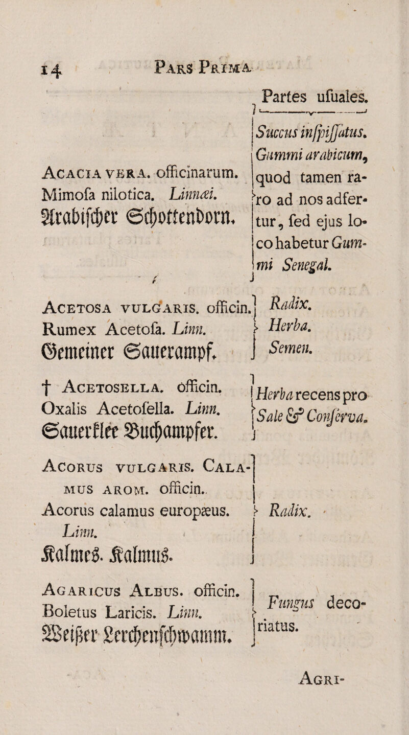 1 Partes ufuales. V Acacia vera. officinarum. Mimofa nilotica. Linnai. 5trabtfc&er 6d)ottent>orn, Succus injpijjatus. Gitmmi arabicum, quod tamen ra- hro ad nos adfer* tur, fed ejus lo¬ co habetur Gum- mi Senegal. Acetosa vulgaris. ofRcin.] Radix* Rumex Acetofa. Linn. ©emctner ©auerampfl [ Herba. Semen. f Acetosella. officia. Oxalis Acetofella. Linn. ©auetflee 35ud)ampfei\ Acorus vulgaris. Cala¬ mus arom. officia. Acorus calamus europseus. 1 ! Herba recens pro [ Sale & Conjerva. f Radix. f afmeS. Mmu& Agaricus Albus, ofhcin. Boletus Laricis. Linn. 2Be$et‘ 2er$wfcf?tpanim. \. Fungus deco¬ riatus. j Agri-