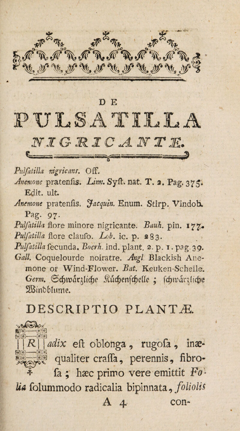 PVLSATILLA KXGRICJUVTS. Pulfatilla nigricant. Off. Anemone pratenfis* Limi, Syft. nat. T, 2. Pag, 375. Edit. ult. Anemone pratenfis, ac quin, Enum. Stlrp. Vindob. Pag. 97. Pulfatilla flore minore nigricante. Bauh. pin. 177* Pulfatilla flore claufo. Lob. ic. p. 283. Pulfatilla fecunda, Boerh. ind. piant. 2. p. 1. pag 39. Gall. Coquelourde noiratre. Angi. Blackish Ane¬ mone or Wind-Fiower* Bat. Keuken-Schelle. Germ. ® cernar jlicfje 5£uc^enfc^cUe ; fc^marjlic&e SBtnb&Iume* DESCRIPTIO PLANTA *y63W Rjf*)- fa'!|51' ■-0® R | | adix eft oblonga , rugofa , inae- qualiter cra.ffa, perennis, fibro- * fa ; haec primo vere emittit Fo¬ lia folummodo radicalia bipinnata, foliolis A 4 con- /