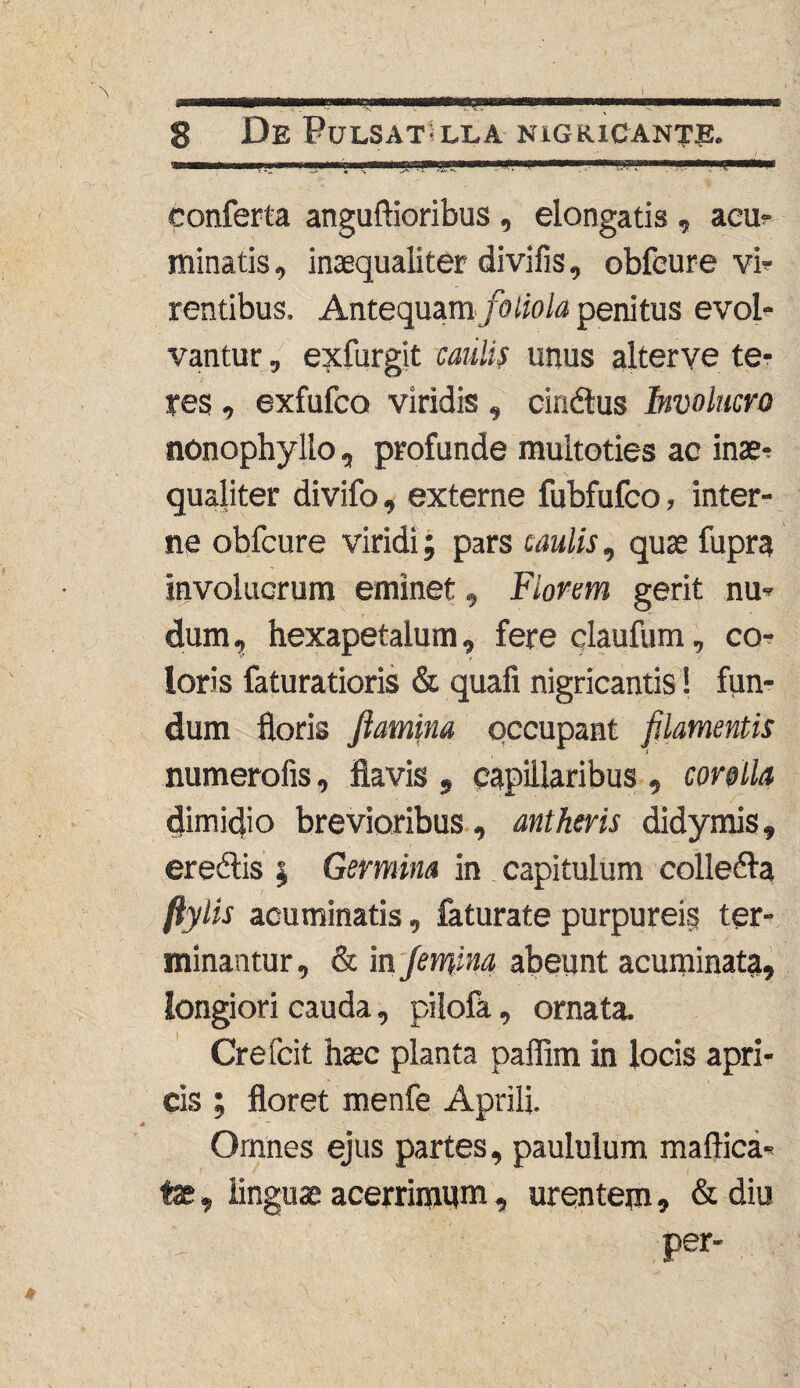 —— 11 1' 11 rl!J*l,l -a. conferta anguftioribus , elongatis , acu¬ minatis , inaequaliter divifis, obfcure vi¬ rentibus. Antequam foliola penitus evol¬ vantur , exfurgit caulis unus alterve te¬ res , exfufco viridis , cindus Involucro nonophyllo, profunde multoties ac inae¬ qualiter divifo, externe fubfufco, inter¬ ne obfcure viridi; pars caulis, quae fupra involucrum eminet, Florem gerit nu¬ dum , hexapetalum, fere claufum, co¬ loris faturatioris & quafi nigricantis! fun¬ dum floris flamina occupant filamentis numerofis, flavis , capillaribus , corolla dimidio brevioribus , antheris didymis, eredis ; Germina in capitulum colleda ftylis acuminatis, faturate purpurei? ter¬ minantur, & in femina abeunt acuminata, longiori cauda, pilofa, ornata. Crefcit haec planta paffim in locis apri¬ cis ; floret menfe Aprili. Omnes ejus partes, paululum maftica- tx, linguae acerrimum, urentem, & diu per-