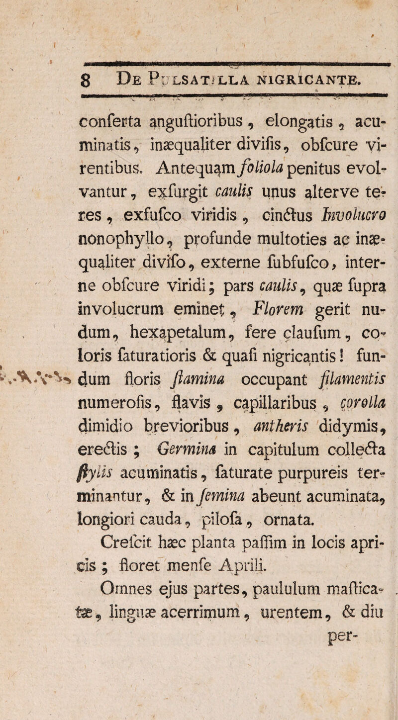 I 8 De PpxSATiLLA NIGRICANTE. Tirnin rui .. tmmt mmn i—in 11 iMirimnmn'r-nir-yrrr-r m«ir i ■ W i i—n i conferta anguftioribus , elongatis , acu¬ minatis , inaequaliter divifis, obfcure vi¬ rentibus. Antequam foliola penitus evol¬ vantur , exfurgit caulis unus alterve te? res , exfufco viridis , cindus Involucro nonophyllo, profunde multoties ac inae¬ qualiter divifo, externe fubfufco, inter¬ ne obfcure viridi; pars caulis, quae fupra involucrum eminet, Florem gerit nu¬ dum , hexapetalum, fere claufum, co¬ loris faturatioris & quafi nigricantis! fun- i.A.W dum floris flamina occupant filamentis i' ^ ■ numerofis, flavis , capillaribus , corolla dimidio brevioribus , antheris didymis, eredis ; Germina in capitulum colleda ftyiis acuminatis, faturate purpureis ter¬ minantur, & in Jemina abeunt acuminata, longiori cauda, pilofa , ornata. Crelcit haec planta paffim in locis apri¬ cis ; floret menfe Aprili. Omnes ejus partes, paululum maftica- . tae, linguae acerrimum, urentem, & diu