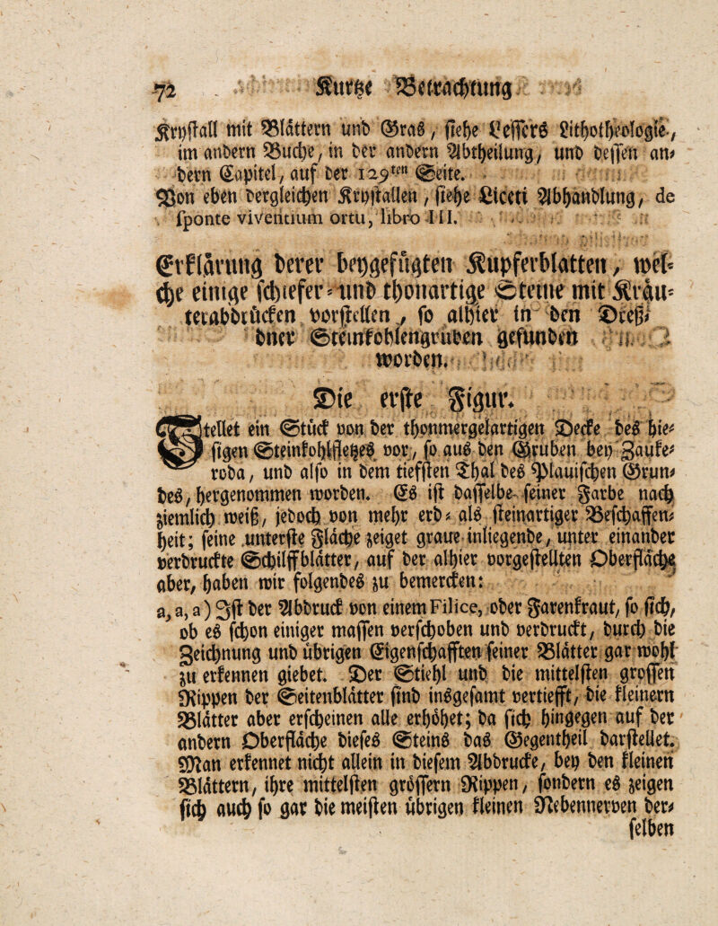 * mit blättern unb ®ra6, (lebe 4?cftcr6 fütbotbeologie-, tm anbern SSucbe, in bet anbern 21btbetlung, unb befTeu am bem Sapitel, auf bet 129tm (geile. • «Bott eben begleichen ^roftaüen, fiet>e ßtceti 2ibbanbluttg, de fponte viveritium ortUjiibro III. . <£tflarun<j herer befugten ^upferblatten, mb ct)e einige fd)tefetvnnb tbonartige ctcme mit 5üraus mabbiö^m toorjtcßen 7 fo atmet in bm ©fcfji bmt ©mnfobiengeüben öefunbtn i : worben. £>te nfte fflffäl [teilet ein ©tuet non ber tbomttergelartigen ©eefe bel lte# figen gteinfohlffepe^ not, fo au6 ben ©fuben beo gaute* eoba, unb alfo in bem ttefflen 5bal beö splauifcben @rum be6, bergenommen tnorben. 66 ift bafielbe- feiner garbe nach ziemlich weiß, jeboctj non mehr erb * alb freinartiger $8ef<haffem beit; feine unterfte gidebe neiget graue ittliegenbe, unter einanber oerbruefte ©ebilff blattet, auf ber albier norgejtellteit Oberfläche aber, haben mir folgenbeS ju bemerken: &}a,a)3fl ber Slbbrucf non einemFilice, ober garenfraut, fo (leb, ob e6 fdbon einiger maffen nerfeboben unb nerbrueft, bureb bie Zeichnung unb übrigen 6igen|‘cbafften feiner 58ldtter gar tnobl nu erfennen giebet. ©er ©tiebl unb bie mittelften greifen «Kippen ber ©eitenbldtter flnb in6gefamt nertiefft, bte fleinern «Blätter aber erfebeinen alle erbtet; ba ftch hingegen auf bet anbern Dberfläibe biefe6 ©tein6 ba6 ©egentbeil barftellet. SJtan erfennet nicht allein in biefem Slbbrucfe, bep ben fleineri SBldttern, ihre mittelften groffern SKippen, fonbern e6 neigen ficb auch fo gar bie meifien übrigen fleinen 0tebennernen berf felben