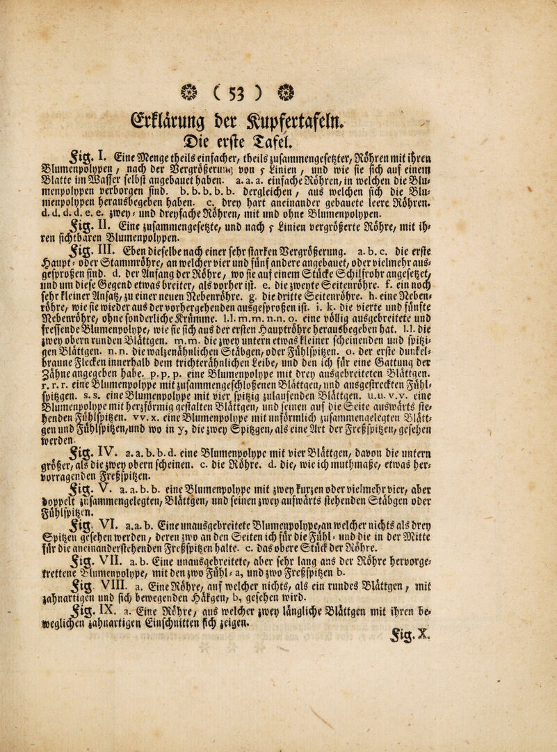 Seftäruttg Der $upfeetafeln. ®ie et’jic £afei £ine $?enge tbetis einfacher/ tbeilS $ufammengefel$fer/ üftobrttt mit i$veu SMnmenpolppen / nach Der 23ergro|?ertmg von f Linien , unD wie fie ftcb auf einem Platte im Gaffer felb jl angebauet haben- a. a. a. einfache Rubren/ in welchen ine 2Mu* menpolppen perborgen ftnD. b.b.b.b.b. Dergleichen/ mtS melden jtcb Die §5lu* menpolppen berauSbegeben haben. c.c Dret> hart aneinanDer gebauete leereJXobren. d. d. d. d. e. e. $wep * unD Drepfac^e ÜloI>ren/ mit unD ohne SMumenpolppen. §m. II. Sine jufammengefe^fe/ unD nach r Linien vergrößerte Üvobte/ mit ib* ren fühlbaren ilumenpolppen. $ig- III. SbenDiefelbe nach einer febr (larFen^ergrSferung. a.b. c. Die erfle J£>aupt ? DDer0tammrobre/ an welcher Pier unD fünf anDere angebauet/ober vielmehr ait& gefprofenftnD. d. Der Anfang Der SKobtC/ mo fie auf einem ©tucFe0cbilfrobrangefe^et/ unD um Diefe®egenD etwas breiter/als vorher i|l. e. bieswet)fe0eitenrobte. f. einnod) febr Fleiner 5Jnfa^/ $u einer neuen üftebenrobre. g. Die Dritte ©eitenribre. h. eine Dieben* rohre/ wJefiewieberauSbervorbetgebenbenauSgefprofjenifi. i. k. Die vierte unD fünfte SRebenrobre/ ohne fonberlicbe Stimme. l.krii.m.n.n.o. eine völlig auSgebreifefe unD freffenbe ^Htimenpolppe/ tvie jie jtcb auS Der erflen Jpaupfrobre berauSbegeben bat. kl. Die iroet> obernrunbeu23lattgen. m.m. Die jwepunfern etwaSf(einer febeinenben unD fpi^b genQMattgen. n.n. Diewa4enabnltcben 0tabgen/ober güblfptfen. o. Dererfle Dunfei* braune Slawen innerhalb Dem tricbterabnlicben £eibe/ unD Den icl) für eine ©attung Der gabneangegeben habe, p-p.p. eine SMumenpolppe mit Drei; auSgebrciteten QHaffgen. r. r. r. eine ^lumenpolppe mit jufammengefcblopenen QHattge«/ unD auSgeflrecFfen gttbb fingen, s.s. eine 23lumenpoh)pe mit vier fpi^ig julaufenben SMaftgen. u.u.v.v. eine Sblumenpolppe mit herdförmig gehalten QMaffgett/ unD feinen auf Die 0eife auSwavfS fio benDen?gublfpi§en. vv.x. eine S5lumenpoli;pe mit unförmlich jufammengelegten Slafb genunbpblfp%n/unb tvo in y, Diejtvep 0pifegen/alleineSlrt Dergreffpi^en/gefeben tverDen *5 ig* IV. a. a. b. b. d. eine $35lumenpcolt)pe mit vier ^latfgen/ Davon Die unfern großer/als Die $n>ep obern febeinen. c. Die SÄ obre; d. Die/ tvieicbmutbmafe/ etwas her# vorragenben greffpigen. 5tg.V. a. a. b .b. eine^lumenpolppe mit stvep Furten ober vielmehr vier/ aber hoppelt jufammengelegfen/ SMaffgen/ unD feinen jwep auftvartS ßebenben 0tabgen ober güblfoi^ti. Si&yI. >.a.b. Sine unauSgebreifefe 53lumenpoIppe/au welcher nichts als Drep ©pißen gefebentverDen/ Deren jwo an Den 0eitenid)furbiegttbls unD Die in bereifte filr Die aneinanDerfiebenDen greffpißen halte, c. DaS obere 0tucF Der 3tobre. 5‘S- VII. a. b. Sine unauSgebreifefe/ aber febr lang ans Der SKobre btrvorge* trettene Blumenvolppe/ mitbentwogubl* a, unbsroogrefjfpißen b. $1$. Vill a. SineHobve/ auf welcher nichts/ als ein runbeS S3laffgen f mit labnartigen unD fiel) bewegenDen Jp^Fgen/ b, gefeben wirD. ^ig. IX. a. Sitte lÄobre/ ans welker jwep längliche ^lattgen mit ihren be» beglichen aabnarfigeu Sinfcbuitten (ich ieigem Sig. X.