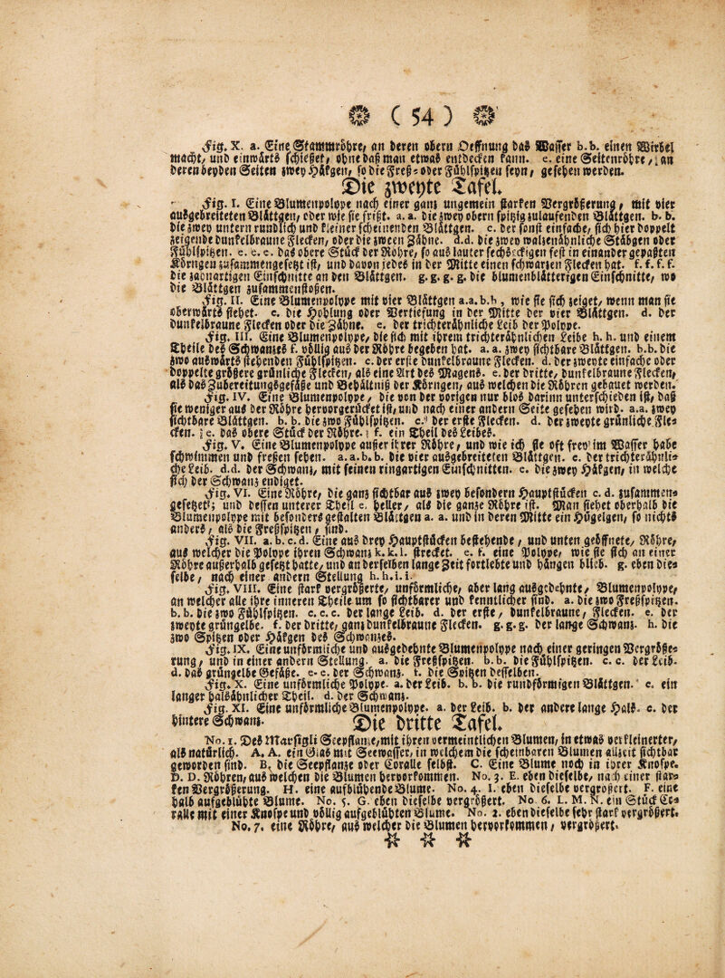 tfig.x. a. (Sitte SfammroBrc/ an Bereit ober« Deffnung Bab SBaiTer b.b. einen Wirbel mad)t, unB etnrodrib Wefieti oBneBaftmatt etroab entbeefen fatm. e. eine (Seltenere /i an BerenbepBenSeiten §n>ep ^>Äfsettf fo bie ^ ober Söbifpt^en fepti / gefeBen roerBen. ©ie jwepte 2afet. i. Sitte SBlumettpolppe nad) einer gani ungemein Warfen Vergrbferutta * mit Pier aubgebreitetenÖldttgeu/cBerroiefiefriit. a.a. Biearoep obern fpt^fg julaufetibcn SBlattgen. b. b. t(e aroep unternruubilcb unB fietner fdwnenBen Sldttgen. c. Ber fonfi einfache/ ftd> Bier boppeXt betgenBeBunfelbraune Sieden/ ober bte §roeen 24&ne. d.d. Bie aroeo roalienäbnltche Stdbgtn ober SüBlfptfcett. e. e, e. Bab obere Stüd Ber SKoBre/ fo aub lauter fecBbcdigett fe(l in einanBergesagten Röntgen sufammengefept ift/ unB Baoon febe6 in Ber Sföitte einen fcBroarien Sieden Bat. f. f. f. f. Bie samtartigen SmftBmtte an Ben ©Idttgett. g. g. g. g. Bie blumenbldtterigen SinfcBnitte/ m Bte Öldttgen aufammat^ogen. $ig. n. Sine 25lumettpclope mit Bier SHSttgen a.a. b.b, rote ffe tfcB seiget/ roemt man fte oberroärib fielet- c. Bie #oBlung ober Vertiefung in Ber üftiue Ber oier SJldttgeit. d. Ber Bunfelbraune Sieden ober Bte gdBne. e. Ber tricBterdBnlicBe Eeib Ber tpolope. $igt in. Sine ssiumenpclppe/ Biefiefc mit iBrem tricBterdpnlicBen £eibe h. h. unB einem SBeile Beb (Sdwanseb f. obüla aub Ber SKbbre begeben Bat. a. a. aroep ficBtbare $3lättgen. b.b. Bie iroo aubrodrtb fieBettBen SäBlftiisen. c. Ber erfie Bmtfeibraune Sieden, d. Ber sroepte einfadje ober hoppelte grbgere grönlicbe Sledett/ alb eine 2irt Beb UBagenb. e. Ber Britte/ Buttfelbraune Sieden* alb BabSubeTettuugbgefäie unB ©eBältnij? Ber Äbrngett/ aub roelcBen Bie SKbBren gebauet roerBen. jig. iv. (Sitte tSlumenpolppe , Bie »cn Ber porigen nur blob Barimt unterfeBteBen ifo Ba§ fte weniger au# Ber StbBre BeroorgerüdetiMtiB itacB einer anBertt (Beite gefeBen roitB. a.a. sroep ftdttbare ^lättgen. b. b. BiearooSüBlfpf&en. c:5 Ber erffc Sledett. d. Ber sroepte grünlicBe SU* den. je. Bab obere @tudBerSKbpre.i f. ein $BeilBeb£etbeb. 3^0* v. Sine tölumettpolppe aufierilm SKbBre* unB rote td) fle oft freoMm SBaffer Babe fcBrolmmett unB freien feBett. a.a.b.b. Bte oier embgebreiteten ©längen. c. Ber tridjter£B«li* eBegeib. d.d. Ber Sdjroattj/ mit feinen ringartigen SinfcBnittcn. e. Biearoep £dfgen/in roelcBc f?cB Ber ©cBroana etiBiget. vftg. vi. Sine9I5Bre/ Biegansft<Btbar aub sroep befonBertt #auptßüdett c. d. sufamntena gefegt?; unB Beffen unterer $Bed e. Beller/ alt Bie ganac SXbBre ifX. SHatt fteBet oberhalb Bie iSlumenpslppe mit befonBet# gehalten Slfotgen a. a. unB in Beren tWitte ein #ügelgett/ fo nichts «nBerb / oll Bie Srcfjfpifcen * jmB. Ai0. vii. a. b. c. d. Sine aub brep £auptflüdcrt beffeBenBe / unB unten gebjfnete/ SK6Bref au# roelcBer Bie ^Jolope iBren @cBn>ani k.k. l. ftredet. e. f. eine <J3oiope/ roie üe flcB an einer ^BBrc augerBalb gefegt Batte/ uttB an Berfeiben lange gett fortlebte uttB Bdngett blieb, g. eben Bie« felbe/ nacB einer anBern (Stellung h.h.i.i. dritj. viii. Sine ^arf oergrBgerte/ unfSrmli^e/ aber lang ouSgeBeBnte/ 53lumenpolt)pe* an roeleBe‘r alle iBre inneren ^Bcile um fo flcBtüftrcr unB fenntlidjer ftnb. a. Bte sroo S^üfoi^n. b. b. Bte aroo SöBlfpigen. c.c.c. Ber lange getb. d. Berede/ Bunfelbraune/ Sieden, e. Ber troepte grüngelbe, f. Ber Britte/ gant Bunfelbraune Sl«^»* s- g- §• Ber lange (S4)tpans. h. Bte aroo (Spigen oBer #Sfgen Beb @d)ro(mae§. i’ig.ix. Stneunf5rmtid)e unB öuSgeBeBnfe SBlumenpolppe ttadb einer geringen Vcrgroge* tung/unB in einer anBern Stellung, a. Bie Sregfpigeti. b.b. BieSüBlfpigen. c. c. oer^ttb. d. Bab grüngelbe ®efä(?e. e- e. Ber Sdjroana- t. Bie Spipen Beffelbett. x. SinemtfbrmlicBeUJolppe. a.Berfeib. b.b. Bie runBfbrmigenöldttgen. c. eilt langer BalbdBttlicBer %$t\l d. Ber ScBroam- Jig. xi. Sine unfbrmltcBe^iumenpolppe. a. Ber £eib. b. Ber anBere lange #alb. c. Ber Hintere Se&tvam. ©ie Britte Safet. No. i. £)eb nT4rfi0li Seepfliame,mit tl;reit aertnetntltcfren ^lumeti/ in etroal oet f letnerter/ alb natürlich A. A. ein 0tab m\t Seerocffer/ itt rocldjem Bie fcBetnböten S5lumen ailacit jtdjtbar geroorBen fittB. Bie Seepflanae oBer Soralle felb^. C. Sine 2Mume nod) in tDrer Änofpe. D. d. iKbBrcn/aubroelc^en Bie Blumen Berporfommett. No. 3. e. eben Btcfelbe/ nai) einer üara fen Vergrößerung. H. eine aufblüBenBetölume. No. 4. 1. eben Biefelbe oergroflert. f. eine Balb öufgeblüBte ölume. No. 5. g. eben Btefeibe nergröfjert. No 6. l. m. n. ein @tud Sca Mt mit einer Änofpe unB oblligaufgeblüBten sBiume. No. 2. eben Biefelbe fcBr darf oergrbpertt