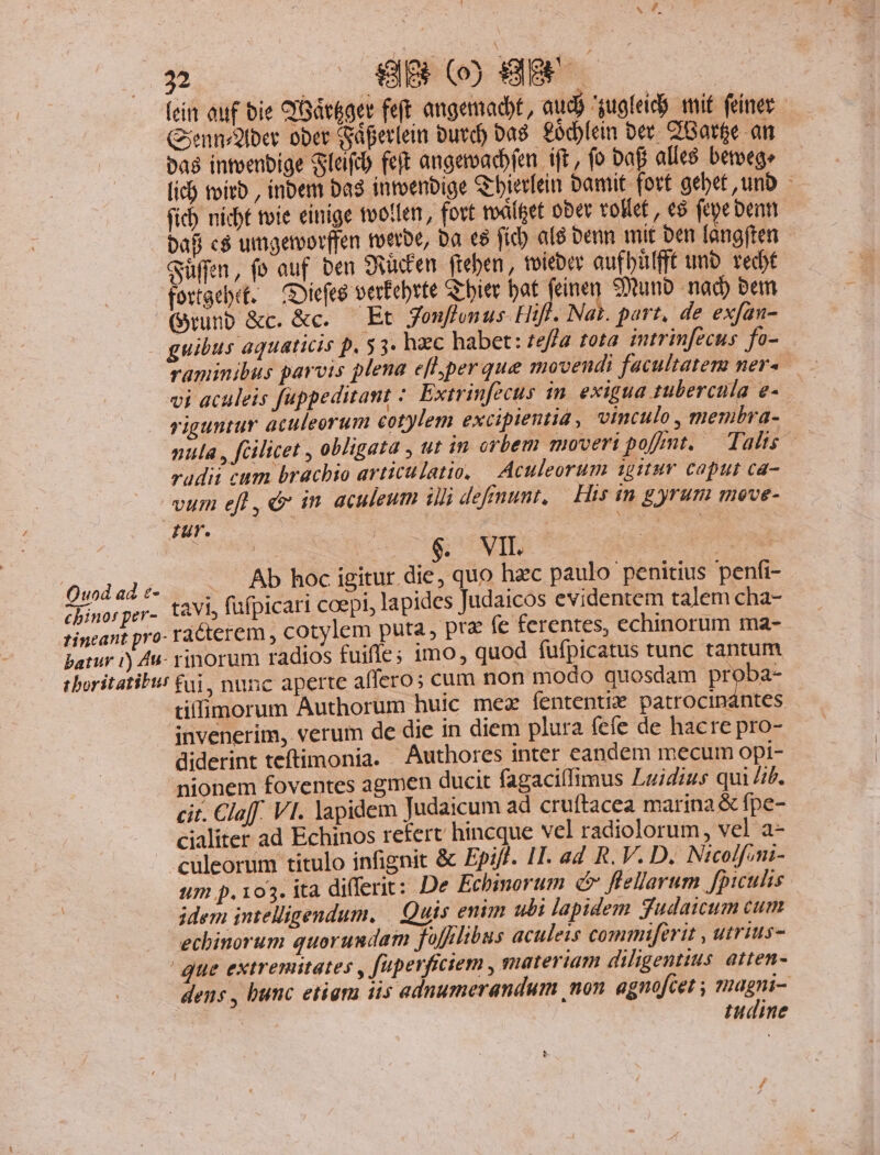 « 7, un — dB (o BEEF ein auf bie Q'Gáteger feft angemadbt, aud) 'gugfeic mit feiner Gienn/gfber ober Gáperleim Dutd) ba8. £odplein ber. 2iGatge an pa intoenbige Gleifdo feft angemadbfen ift , fo Da alle8 bemege [id toirb , inbem Das inroenbige S bierfein Damit fort gebet unb - (ic nidbt oie einige tvoifen , fott tvàítet ober vollet , c9 fepe bean ba$ c$ umgervorffen toerbe, Da e$ fid) als Denn mit ben [angften Güffen, fe auf ben uudien fteben , toieber aufbulfft unb. vedbf fortaebet, — COlefeg vertebtte Qr bier bat feinen Sunb nad) bem (Srunb &amp;c. &amp;c. — Et Jouffomus Hif. Nat. part, de exfan- guibus aquaticis p. 3. hac habet: tefla tota intrinfeécus fo- raminibus parvis plena efl per que movendi facultatem ner« vi aculeis fuppeditant :. Extrinfecus 1n. exigua tubercula e- riguntur aculeorum cotylem excipientia, vinculo, membra- | nula , fcilicet , obligata , ut in orbem moveri poft. — Talts- radii cum brachio articulatio, | Aculeorum sgituv. caput ca- vum eft, &amp; in aculeum illi demunt, — His in gyrum meve- ur. Duda f RE . Ab hoc igitur die, quo haec paulo penitius penfi- chinos per-. t&amp;Vl fufpicari coepi, lapides Judaicos evidentem talem cha- tincant pro- racterem , cotylem puta, prz fe ferentes, echinorum ma- batur 1) 4u- rinorum radios fuifle; 1mo, quod fufpicatus tunc tantum t boritatilut £ui, nunc aperte affero; cum non modo quosdam proba- tiifimorum Authorum huic mez fententiz patrocinántes invenerim, verum de die in diem plura fefe de hacre pro- diderint teftimonia. Authores inter eandem mecum opi- nionem foventes agmen ducit fagacillimus Luidius qui //b. cit. Claff. VI. lapidem Judaicum ad cruftacea marina &amp; fpe- cialiter ad Echinos refert hincque vel radiolorum, vel a- culeorum titulo infignit &amp; Epiff. 1T. a4 R. V. D. Nicolfom- um p.103. ita differit: De Echinorum c fellarum fpiulis ddem intelligendum. | Quis enim ubi lapidem fudaicum cum echinorum quorundam fofflibus aculeis commiferit , utrius- 'que extremitates , füperficiem , materiam diligentius. atten- dens , bunc etiara iis adnumerandum non agnofcet ; magni- tudine