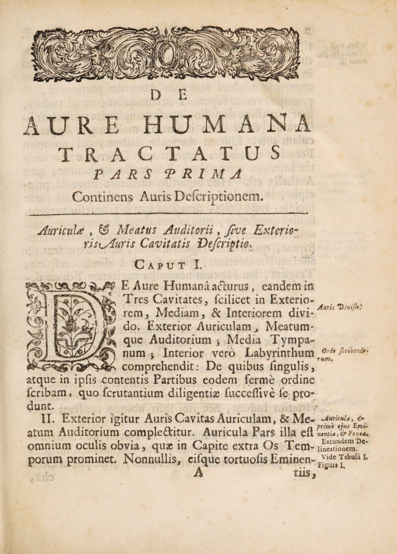 D E AURE HUMANA TRACTATUS PARS PRIMA Continens Auris Defcrtptionem. ... ift ' ..t' ..I Auricula , & Meatus Auditorii, Jive Exterio- rJsuSiris Cavitatis Defcriptio. Caput L E Aure Humana acturus, eandem io Tres Cavitates, fcilicet in Exterio¬ rem 3 Mediani , & Interiorem divi¬ do. Exterior Auriculam., Meatum¬ que Auditorium 3 Media Tympa¬ num 3 Interior vero Labyrinthum comprehendit: De quibus lingulis, atque in ipfis contentis Partibus eodem ferme ordine fcribam, quo fcrutantittm diligentias fucceffive ie pro¬ dunt. II. Exterior igitur Auris Cavitas Auriculam, & Me¬ atum Auditorium compleftitur. Auricula Pars illa eft omnium oculis obvia, quas in Capite extra Os Teol- porum prominet. Nonnullis, cifque tortuofis Eminen- A tiis 3 Auris 'Divifc} Orde fcrihmdt* rum. ^Auricula? & primo ejus Emi* nenti*, & Fove*, Eaiundem De¬ lineationem. Vide Tabula I, Figuia I,