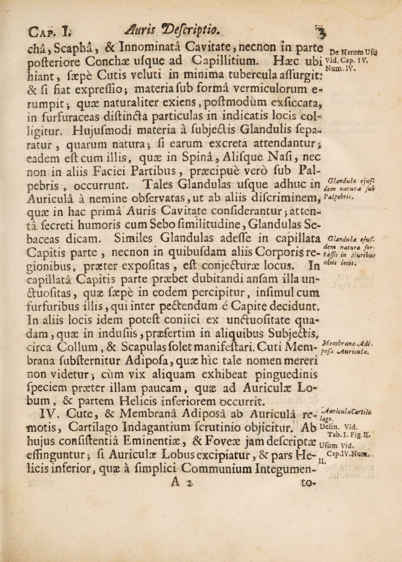 Gap. 1; 'Defcriptio. r\ cha,Scapha» & Innominata Cavitate,necnon in parte DeHsrumU(J! pofteriore Conchae uique ad Capillitium. H^c ubivid CiPIV- hiant, fsepe Cutis veluti in minima tuberculaaflurgit: “ & fi fiat expreffio; materia fub forma vermiculorum e- rumpitj qux naturaliter exiens, poftmodum exficcata, in furfuraceas diftinfta particulas in indicatis locis col¬ ligitur. Hujufmodi materia a fubjedis Glandulis fepa- ratur, quarum natura; fi earum excreta attendantur; eadem eftcum illis, qute in Spina, Alifque Nafi, nec non in aliis Faciei Partibus, prarcipue vero fub Pal¬ pebris , occurrunt. Tales Glandulas ufque adhuc in Auricula a nemine obfervatas, ut ab aliis difcriminem, qux in hac prima Auris Cavitate confiderantur; atten¬ ti fecreti humoris cum Sebo fimilitudine, Glandulas Se¬ baceas dicam. Similes Glandulas adefle in capillata Glandula tjufl Capitis parte , necnon in quibufdam aliis Corporis re- gionibus, prgter expolitas , eft conje&urae locus. In nlm l6cis' capillata Capitis parte prxbet dubitandi anfam illaun- fluofitas, qux faepe in eodem percipitur, infimulcum furfuribus illis, qui inter peftendum e Capite decidunt* In aliis locis idem poteft coniici ex unftuofitate qua¬ dam, quas in indufiis ,prxfertim in aliquibus Subjedtis, circa Collum,& Scapulasfoletmanifeftari.CutiMem- brana fubfternitur Adipofa, qux hic tale nomen mereri non videtur > ciim vix aliquam exhibeat pinguedinis fpeciem prxter illam paucam, qux ad Auricula: Lo¬ bum , & partem Helicis inferiorem occurrit. IV. Cute, & Membrana Adiposa ab Auricula re-j^UuUCkrttU motis, Cartilago Indagantium fcrutinio objicitur* Ab0^™; hujus confidentia Eminentix, &Fovex jam defcriptx ufu^ ’ effinguntur * fi Auriculae Lobus excipiatur, & pars He~ cap.iv.Num. licis inferior, qux a fimplici Communium Integumen- A % tO'