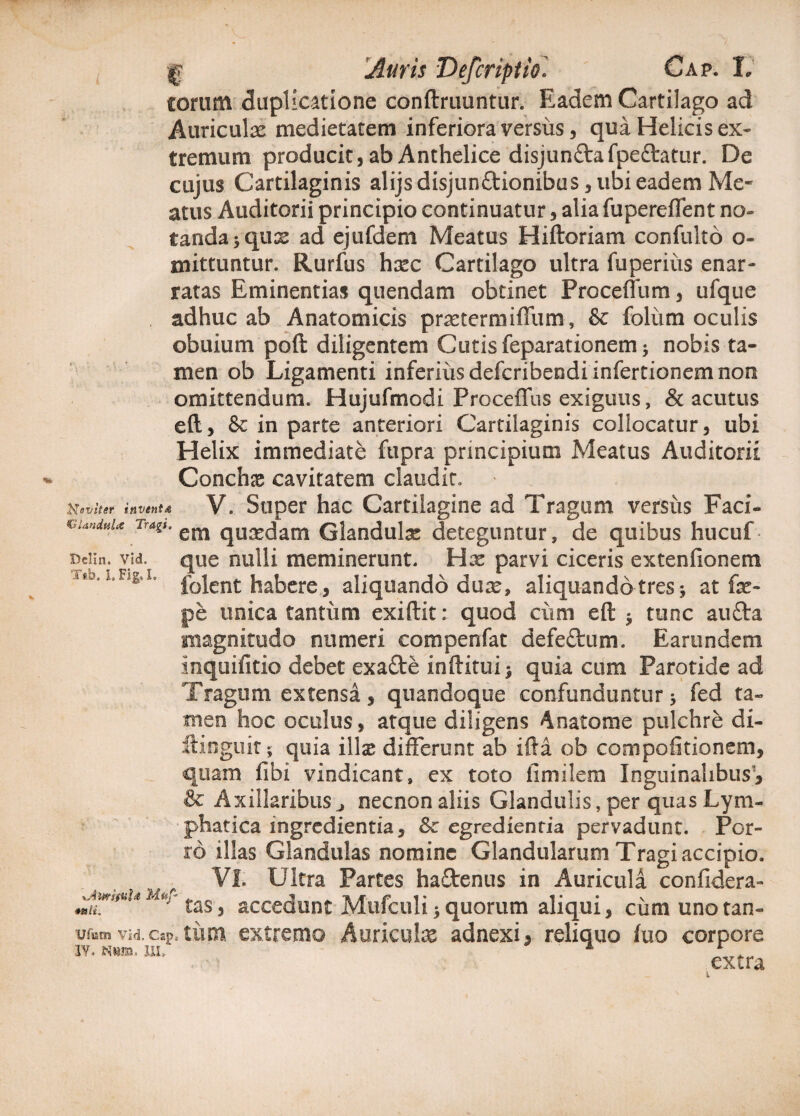 eorum duplicatione conftruuntur. Eadem Cartilago ad Auriculae medietatem inferiora versus, qua Helicis ex¬ tremum producit, ab Anthelice disjunSlafpe&atur. De cujus Cartilaginis alijsdisjunftionibus, ubi eadem Me¬ atus Auditorii principio continuatur, alia fupereffent no» tandajqux ad ejufdem Meatus Hiftoriam confulto o- mittuntur. Rurfus hxc Cartilago ultra fuperius enar¬ ratas Eminentias quendam obtinet Proceffum, ufque adhuc ab Anatomicis prastermiffum, & foliim oculis obuium poft diligentem Cutis feparationem; nobis ta¬ men ob Ligamenti inferiiisdefcribendiinfertionemnon omittendum. Hujufmodi Proceffus exiguus, & acutus eft, Se in parte anteriori Cartilaginis collocatur, ubi Helix immediate fupra principium Meatus Auditorii Conchx cavitatem claudit. Naviter inventa V. Super hac Cartilagine ad Tragum versus Faci- CUnduU Tragt em quaedam Glandulae deteguntur, de quibus hucuf que nulli meminerunt. Hx parvi ciceris extenfionem folent habere * aliquando dux, aliquando tres * at fe- pe unica tantum exiftit: quod ciim eft $ tunc au£ta magnitudo numeri compenfat defectum. Earundem inquifitio debet exa£te inftituij quia cum Parotide ad Tragum extensa, quandoque confunduntur* fed ta¬ men hoc oculus, atque diligens 4natome pulchre di- ftinguit; quia illse differunt ab ifta ob compofitionem, quam fibi vindicant, ex toto fimilem Inguinalibus, & Axillaribus j necnon aliis Glandulis, per quas Lym¬ phatica ingredientia, &c egredientia pervadunt. Por¬ ro illas Glandulas nomine Glandularum Tragi accipio. Vi Ultra Partes ha&enus in Auricula confidera- ^ul1$uUUi>r tas, accedunt Mufculi * quorum aliqui, cum unotan- uriHn vid.cap.tum extremo Auriculx adnexi, reliquo luo corpore ly‘NI“ . “. ' extra Dclin. Vid. Ttb. L Fig, L