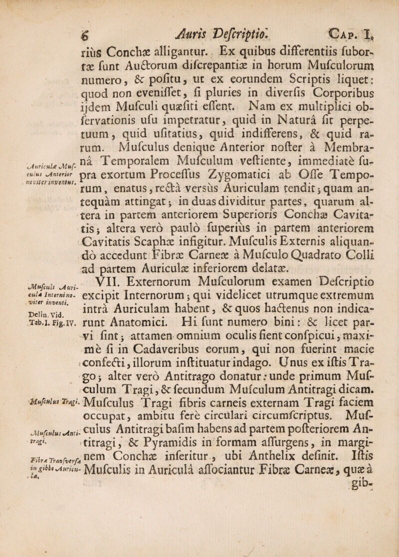 riiiS Concha alligantur. Ex quibus differentiis fubor^ xx funt Auftorum difcrepantise in horum Mufculorum numero, & politu, ut ex eorundem Scriptis liquet: quod non eveniffet, fi pluries in diverfis Corporibus ijdem Mufculi quae liti effent. Nam ex multiplici ob- fervationis ufu impetratur, quid in Natura fit perpe¬ tuum, quid ufitatius, quid indifferens» & quid ra¬ rum. Mufculus denique Anterior nofter a Membra- 4v.ricuu Temporalem Mufculum veftiente, immediate fu- tulus interior pra exortum Proceffus Zygomatici ab Offe Tempo- wvttcr inventus. L \ J\ • i -* • A rum, enatus, recta versus Auriculam tendit -3 quam an¬ tequam attingat 5 in duas dividitur partes, quarum al¬ tera in partem anteriorem Superioris Concha? Cavita¬ tis 9 altera vero paulo fuperius in partem anteriorem Cavitatis Scaphx infigitur. Mufculis Externis aliquan¬ do accedunt Fibrx Carnea? a Mufculo Quadrato Colli ad partem Auriculae inferiorem delata?. Uur , . . VII. Externorum Mufculorum examen Defcriptio JnttfcttU iAun- . . T . .... r iuld Interni no- excipit Internorum ^ qui videlicet utrumque extremum BeibviT* intra Auriculam habent, &quos haftenus non indica- Tab,nFig.iv, runt Anatomici. Hi funt numero bini: & licet par¬ vi fint* attamen omnium oculis fient confpicui, maxi¬ me fi in Cadaveribus eorum, qui non fuerint macie tConfelH, illorum inftituatur indago. Unus ex iftis Tra¬ go y alter vero Antitrago donaturo9 unde primum Muf« culum Tragi,&fecundum Mufculum Antitragi dicam. Manius Tragi Mufculus Tragi fibris carneis externam Tragi faciem occupat, ambitu fere circulari circumfcriptus. Muf- jMufcuiustAnti' culus Antitragi bafim habens ad partem pofteriorem An- tra^ titragi, & Pyramidis in formam affurgens, in margi- Tiir*Tra«fverfencm Conchae inferitor 5 ubi Anthelix definit. Iftis &ibh9'Attrit*. Mufculis in Auricula affociantur Fibras Carnea, quxz sib- tn - ut