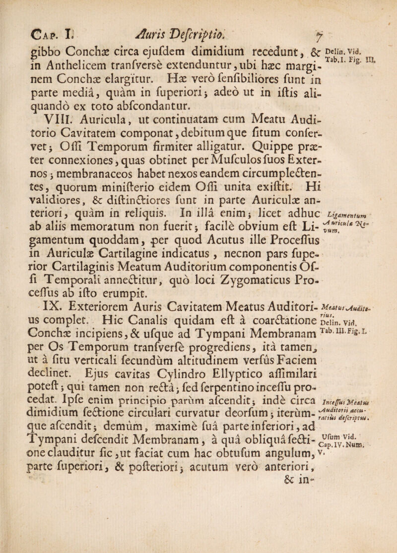 gibbo Conchse circa ejufdem dimidium recedunt, & ceiin.vid, in Anthelicem tranfverse extenduntur,ubi hasc rnargi-13,1,F’£' m' nem Conchee elargitur. Hae vero fenfibiliores funt in parte media, quam in fuperiori; adeo ut in iftis ali¬ quando ex toto abfeondantur. VIII.' Auricula, ut continuatam cum Meatu Audi¬ torio Cavitatem componat, debitum que fitum confer¬ vet; Olli Temporum firmiter alligatur. Quippe prae¬ ter connexiones,quas obtinet perMufculosfuos Exter¬ nos ; membranaceos habet nexos eandem circumpleften- tes, quorum minifterio eidem Olli unita exiftit. Hi validiores, & diftinftiores funt in parte Auriculae an¬ teriori, quam in reliquis. In illa enim; licet adhuc Ligamentum ab aliis memoratum non fuerit $ facile obvium eft Li- wZ[cuU ^ gamentum quoddam, per quod Acutus ille Proceffus in Auriculae Cartilagine indicatus , necnon pars fupe- rior Cartilaginis Meatum Auditorium componentis Of- li Temporali anneflritur, quo loci Zygomaticus Pro* cefTiis ab ifto erumpit. ' IX. Exteriorem Auris Cavitatem Meatus Auditori- us complet. Hic Canalis quidam eft a coar&atione Deiin. m Conchae incipiens,& ufque ad Tympani Membranam Tab,I|LFis,L per Os Temporum tranfverfe progrediens, ita tamen ut a litu verticali fecundum altitudinem verfus Faciem declinet. Ejus cavitas Cylindro Ellyptico aftimilari poteft; qui tamen non re£ta j fed ferpentino inceftu pro* cedat. Ipfe enim principio pariim afeendit; inde circa InceffUs Meatm dimidium feflrione circulari curvatur deorfum iterum- que afcenditj demum, maxime fu a parte inferiori, ad Tympani defeendit Membranam, a qua obliquafe£ti- oneclauditur fic,ut faciat cum hac obtufum angulum,v* parte fuperiori, & pofteriori} acutum vero- anteriori, & in-