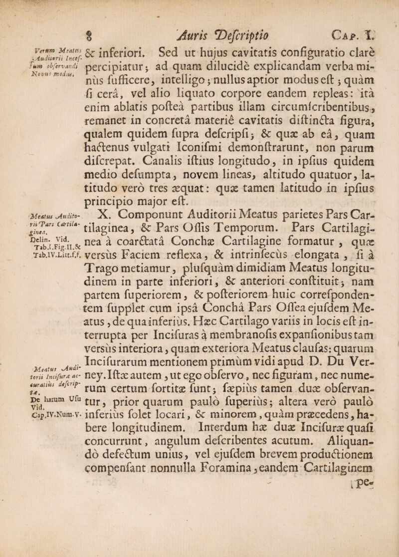 v‘r“m Sc inferiori. Sed ut huius cavitatis configuratio clare ^Auditent Incef- < i- i ♦ i v • y ° fum obfcrvancli percipiatur * ad quam dilucide explicandam verba mi¬ niis fufficere, intelligo ^nullus aptior modus eft > quam fi cera, vel alio liquato corpore eandem repleas: ita enim ablatis poftea partibus illam ciroumfcribentibus, remanet in concreta materie cavitatis diltinfta figura, qualem quidem fupra defcripfi) & qux ab ea, quam haftenus vulgati iconifmi demonftrarunt, non parum difcrepat. Canalis iftius longitudo, in ipfius quidem medio defumpta, noveni lineas, altitudo quatuor, la¬ titudo vero tres xquat: qux tamen latitudo in ipfius principio major eft. Meatus Muditv- X. Componunt Auditorii Meatus parietes Pars Car- &iZ*TS Urtil*' tilaginea, •& Pars Offis Temporum. Pars Cartilagi- DTaM Figdii & nea a coar&ata Conchae Cartilagine formatur , qux Tab.iv.Littix versiis Faciem reflexa, & intrinfeciis elongata , fla Trago metiamur, plufquam dimidiam Meatus longitu¬ dinem in parte inferiori, & anteriori conftituit* nam partem fuperiorem, & pofteriorem huic correfponden- tem fuppiet cum ipsa Concha Pars Ofleaejufdem Me¬ atus , de qua inferius. Haec Cartilago variis in locis eft in¬ terrupta per Incifurasamembranofisexpanfionibustam Versus interiora, quam exteriora Meatus claufas: quarum , r Incifurarum mentionem primum vidi apud D. Du Ver- Meatus lAttdt- /» 1 ■. terit Incifurx ac- ney. Iftx autem, ut ego oblervo s nec figuram, nec nume- curauus defenp- rum certum fortitae funt; fxpiixs tamen dux obfervan- ** harum ufu tur ^ prior quarum paulo fuperiiis; altera vero paulo capjv.Num.v- inferius folet locari, & minorem, quam praecedens, ha¬ bere longitudinem. Interdum hx dux Incifurx quafi concurrunt, angulum deferibentes acutum. Aliquan¬ do defeflrum unius, vel ejufdem brevem produftionem compenfant nonnulla Foramina,eandem Cartilaginem - ' Lpe-