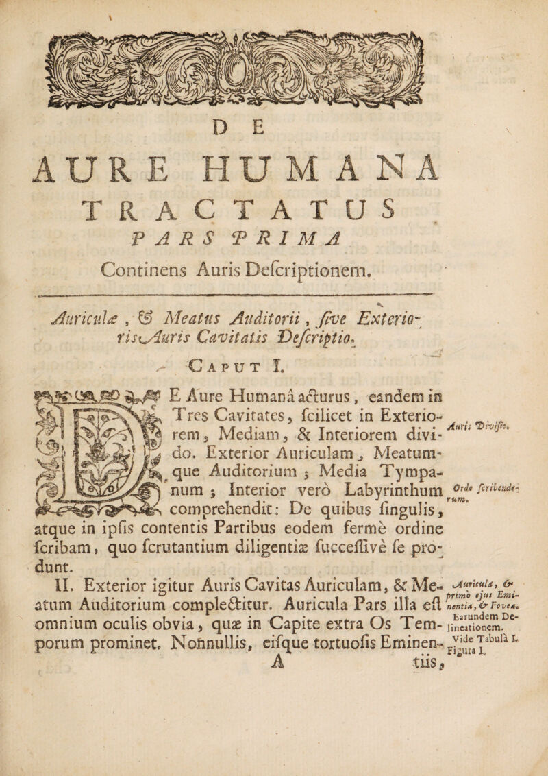 AURE HUMANA T R A C T A T U S PARS PRIMA Continens Auris Deicriptionem. Auricula , & Meatus Auditorii, five Exteric- ris^Auris Cavitatis Difcrijstio. . . y» ^ Caput I. i^ca..f5£) E Aure Humana adturus, eandem is t®! * Tres Cavitates, fcilicet in Exterio¬ rem 5 Mediam 3 & Interiorem divi- j^jL'1 K do. Exterior Auriculam ^ Meatum- ^ que Auditorium ; Media Tympa¬ num j Interior vero Labyrinthum comprehendit: De quibus fingulis, atque in ipfis contentis Partibus eodem ferme ordine fcribam, quo fcrutantium diligentiae fucceffive fe pro¬ dunt. II. Exterior igitur Auris Cavitas Auriculam, & Me¬ atum Auditorium comple&icur. Auricula Pars illa efl omnium oculis obvia, quae in Capite extra Os Tem¬ porum prominet, Nolmullis, eifque tortuofis Eminen- A tiis $ \ Auris 'Divific* Orde fcribenck* rum. ^Auricula, & primo ejus Emi¬ nenti*, & FoveXo Earundem De¬ lineationem, vide Tabula T Figura I»