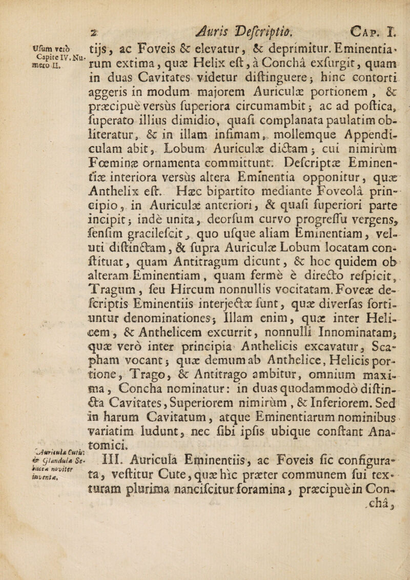 Ufum veib Capite iv. Nu- ®©ro II, Ij4wUuU Cutui (JUndula Se- kacerf naviter inventa. % Auris Deferiptio. Gap, I. tijs, ac Foveis & elevatur, 6c deprimitur.Eminentia- rum extima, qux Helix eft,a Concha exfurgit, quam in duas Cavitates videtur diftinguere ; hinc contorti aggeris in modum majorem Auriculas portionem , & praecipue versus fuperiora circumambit; ac ad poftica, fuperato illius dimidio, quali complanatapaulatimob- literatur, & in illam infimam s mollemque Appendi- cillam abit. Lobum Auriculx di&am; cui nimiriim Foeminx ornamenta committunt. Defcriptx Eminen- lix interiora versus altera Eminentia opponitur, qux Anthelix eft. Hxc bipartito mediante Foveola prin¬ cipio, in Auriculx anteriori, & quafi fuperiori parte incipit^ inde unita, deorfum curvo progreflu vergens, fenfim gracilefcitx. quo ufque aliam Eminentiam, vel¬ im di ftin&am, & fupra Auriculx Lobum locatam con- ftituat, quam Antitragum dicunt, & hoc quidem ob alteram Eminentiam » quam ferme e direfto refpicits Tragum, feu Hircum nonnullis vocitatam.Fovex de- feriptis- Eminentiis interje&x funt, qux diverfas forti- imtm denominationes; Illam enim, qux inter Heli¬ cem, & Anthelicem excurrit, nonnulli Innominatam; qux vero inter principia Anthelicis excavatur. Sca¬ pham vocant ; qux demum ab Anthelice, Helicis por¬ tione, Trago, & Antitrago ambitur, omnium maxi¬ ma, Goncha nominatur: in duas quodammodo diftin- £ta Cayitates,Superiorem nimirum ,&Inferiorem. Sed in harum Cavitatum, atque Eminentiarum nominibus variatim ludunt, nec libi ipfis ubique conftant Ana¬ tomici, III. Auricula Eminentiis, ac Foveis fic configura¬ ta, vellitur Cute, qux hic prxter communem fui tex¬ turam plurima nancifcitur foramina, prxeipuein Con¬ cha,