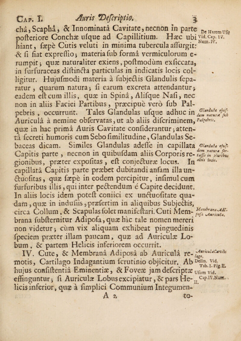 Cap. 1. Auris T)efcriptw. | cha,Scapha, & Innominata Cavitate,necnon jn parte DeHstamUfl, pofteriore Concha ufque ad Capillitium, Hxc ubi vid.c*p.iy. hiant, fxpe Cutis veluti in minima tuberculaafiurgit:Num,rv* & fi fiat expreffioj materia fub forma vermiculorum e« rumpit j qux naturaliter exiens, poftmodum exficcata5 in furfuraceas diitinfta particulas in indicatis locis col° ligitur. Hujufmodi materia a fubje&is Glandulis fepa- ratur , quarum natura* fi earum excreta attendantur* eadem eftcum illis, qux in Spind> Alifque Nafi, nec non in aliis Faciei Partibus, prxcipue vero fub Pal¬ pebris , occurrunte Tales Glandulas ufque adhuc in Auricula a nemine obfervatas3ut ab aliis difcriminem, M**«'f* qux in hac prima Auris Cavitate confiderantur*atten« ta fecreti humoris cum Sebo fimilitudine 5 Glandulas Se¬ baceas dicam. Similes Glandulas adeffe in capillata Glandula efufl Capitis parte , necnon in quibufdam aliis Corporis re- tHjju 'IT^orfC, gionibus, prster expolitas , eft conjetturx locus. In'* lmu capillata Capitis parte prxbet dubitandi anfam illa un- ftuofitas, quae fxpe in eodem percipitur, infimulcum furfuribus illis, qui inter peflrendum e Capite decidunt. In aliis locis idem poteft coniici ex unftuofitate qua¬ dam, qux in indufiis jprxfertim in aliquibus Subje&tis, circa Collum, & Scapulas folet manifeftari. Cuti Mem- brana fubfternitur Adipofa,quxhic tale nomen mereri non videtur; ciim vix aliquam exhibeat pinguedinis fpeciem prxter illam paucam, qux ad Auriculae Lo¬ bum , & partem Helicis inferiorem occurrit. IV. Cute, & Membrana Adiposa ab Auricula re- '■£™icuUC‘r,il* motis, Cartilago Indagantium fcrutinio objicitur. Ab0^ hujus confidentia Eminentix, & Fovex jam defcriptx ufum vid. effinguntur; fi Auriculx Lobus excipiatur, & pars He- u cjp-iv.nsiis.., licis inferior, qux a fimplici Communium Integumen-