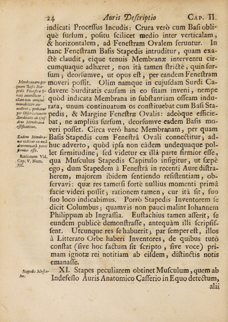 indicati Procellas Incudis: Crura vero cum Baliobli¬ que furfum, politu fcilicet medio inter verticalam, & horizontalem, ad Feneftram Ovalem feruntur. In hanc Feneftram Balis Stapedis intruditur, quam exa- fte claudit, eique tenuis Membranse interventu cir- cumquaque adhaeret,, non ita tamen ftrifte , quin fur¬ fum i deorfumve, ut opuseft, per eandem Feneftram Membranam,per moveri pofiit. Olim namque in cujufdam Surdi Ca- * quam Hafis Sta- , A ,. r . x r davere Surditatis cauiam m eo luam invem, nempe iUam non 'omnino quod indicata Membrana in fubftantiam oflfeam indu- ^amTfnbatm rara > UBUm continuatum os conftituebat cum Bafi Sta- per Obfervationem pedis, & Margine Feneftne Ovalis: adeoque cfficie- dcm Membrana bat, ne amplius furfum, deorfumve eadem Bafis mo» ojjifcatme. verj poftet. Circa vero hanc Membranam, per quam Eadem Membra- Bafis Stapedis cum Feneftra Ovali conneffcitur > ad- ma videtur ex una « , 1 \ t ' r ai i 1 determinata parte huc adverto, quod ipla non eadem undequaque pol- «vid ^e£ firmitudine > fed videtur ex illa parte firmior effe, cap.V.Num.1 * qua Mufculus Stapedis Capitulo infigitur, ut facpe ego, dum Stapedem a Feneftra in recenti Aorediftra- herem, majorem ibidem fentiendo refiftentiam, ob- fervavi: quae res tametfi forte nullius momenti prim facie videri poflit; rationem tamen, cur ita fit, fuo fuo loco indicabimus. Porro Stapedis Inventorem fe dicit Columbus j quamvis non pauci malint Iohannern Philippum ab Ingraffia. Euftachius tamen aflerit, fe eundem publice demonftrafie, antequam illi fcripfif- fent. Utcunque res fe habuerit $ par fempereft, illos a Litterato Orbe haberi Inventores, de quibus tuto conftat (five hoc fa&urn fit fcripto , five voce) pri¬ mam ignotae rei notitiam ab eifdem, diftindtis notis emanafie. XI. Stapes peculiarem obtinet Mufculum,quem ab Xndefello Auris Anatomico Caflerio in Equo deteftum, alii m & Stapedis Mufcu- Jw,