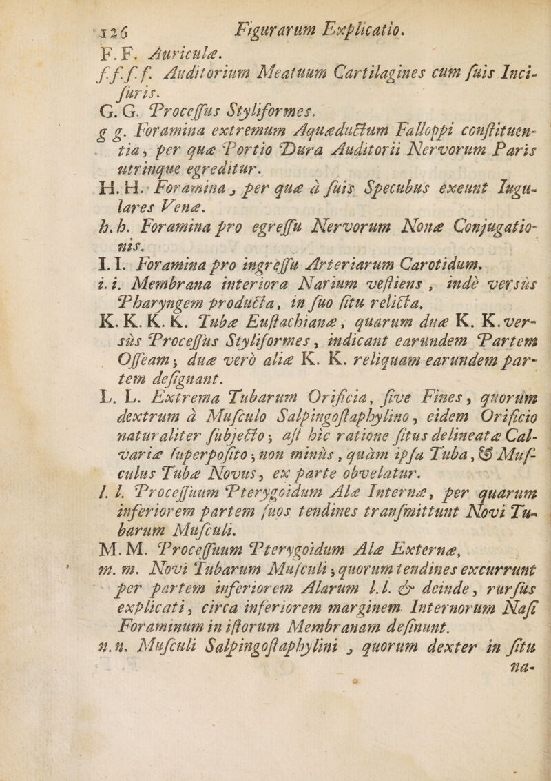 F. F. Auricula. fff f' Auditorium Meatuum Cartilagines cum fuis Inci- juris. G. G. Proceffus Styli formes. g g. Foramina extremum AquaduBum Falloppi conftituen- tia3 Tortio Dura Auditorii Nervorum Paris utrimque egreditur. H. H. Foramina j per qua d fuis Specubus exeunt Jugu¬ lares Vena. h. Foramina pro egrejfu Nervorum Nona Conjugatio- nis. I. 1. Foramina pro ingrejfu Arteriarum Carotidum. i. /. Membrana interiora Narium vefliens , /0^ versus Pharyngem produBa, 20 fuo (itu reliBa. K. K. K. K. 2«^ Euflachiana, quarum dua K. K. wr- Trocejfus Styliformes, indicant earundem Partem OJfeamdua vero alia K. K. reliquam e ar undem par¬ tem defgnant. L. L. Extrema Tubarum Orificia, five Fines, quorum dextrum d Mufculo Salpingofaphylino, eidem Orificio naturaliter fubjeBo ajt hic ratione fitus delineat# Cal¬ varia fuperpofito * non miniis, ^<2/0 i/y^ Tuba, © Muf- culus Tuba Novus, ex parte obvelatur. /. /. Proceffuum Pterygoidum Ala Interna, per quarum inferiorem partem fuos tendines tranfmittunt Novi Tu¬ barum Mufculi. M. M. Proceffuum Pterygoidum Ala Externa, A#, m. Novi Tubarum Mufculi, quorum tendines excurrunt per partem inferiorem Alarum l.l. & deinde, rurfus explicati5 f/rfzz inferiorem marginem Internorum Nafi Foraminum in i florum Membranam defnunt. 0.0. Mufculi Salpingojlaphylini j quorum dexter in fitu n na— o