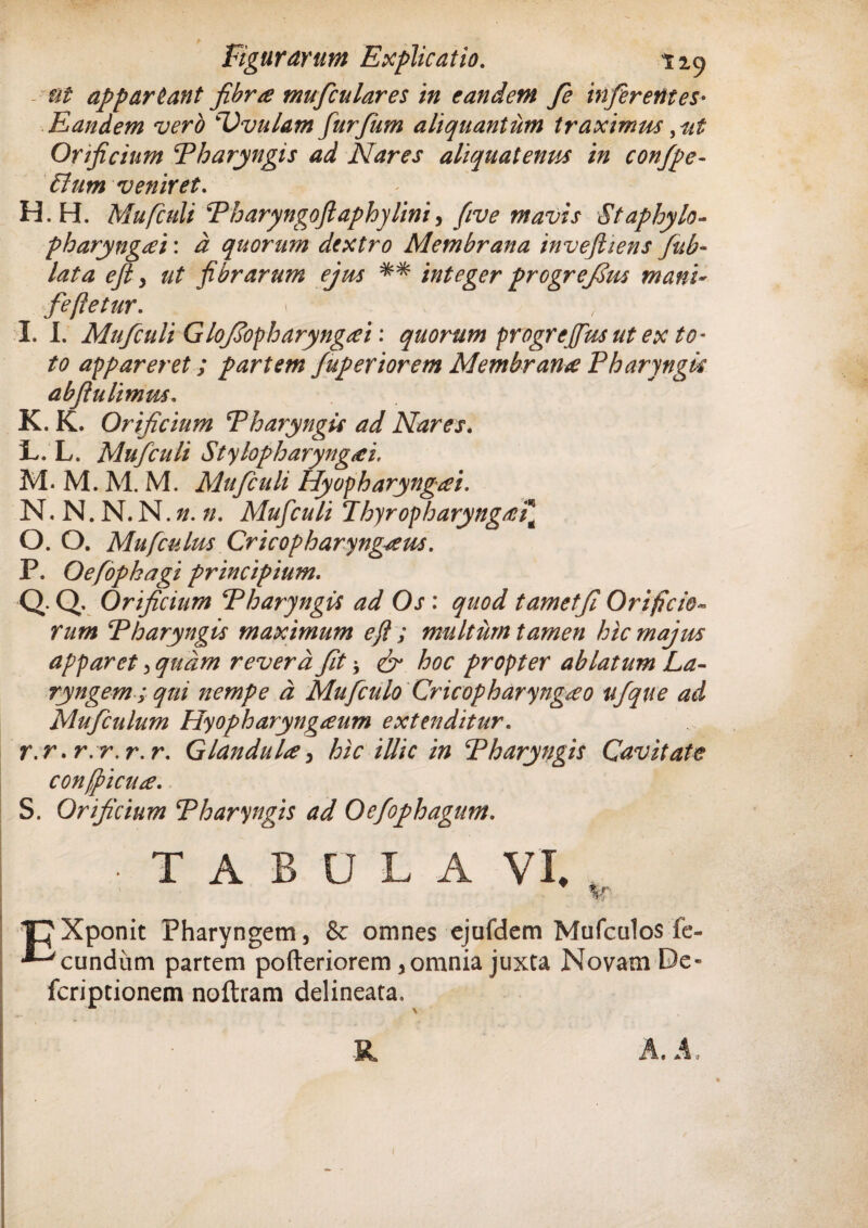 ni appariant fibra mufculares in eandem fe inferentes- Eandem vero ‘Vvulam furfum aliquantum traximus Orificium Pharyngis ad Nares aliquatenus in confpe- 61 um veniret. H. H. Mufculi Pharyngoftaphylini, fiive mavis Staphylo- pharyngai: d quorum dextro Membrana inv eft iens fub- lata eft > ut fibrarum ejus ** integer progrefins mani- fiefletur. I. I. Mufculi Glofopharyngei: quorum progrejfus ut ex to¬ to appareret; partem fuperiorem Membrana Pharyngis abflulimus. K. K. Orificium Pharyngis ad Nares. L. L. Mufculi Stylopharyngei, M. M. M. M. Mufculi Hyopharyngei. N. N.N.N.». n. Mufculi Thyropharyngei O. 0. Mufculus Cricopharyngeus. P. Oefopkagi principium. Q. Q, Orificium Pharyngis ad Os : quod tametfi Orificio¬ rum Pharyngis maximum eft ; multum tamen hic majus apparet > quam revera fit ^ & hoc propter ablatum La¬ ryngem ; qui nempe d Mufculo Cricopharyngeo ufque ad Muficulum Hyopharyngeum extenditur. r.r.r. r.r.r. Glandule> hic illic in Pharyngis Cavitate confficue. S. Orificium Pharyngis ad Oe/ophagmn. T A B U L A VI. V' T}Xponit Pharyngem, & omnes ejufdem Mufculos fe- eundum partem pofteriorem, omnia juxta Novam De- feriptionem noftram delineata.