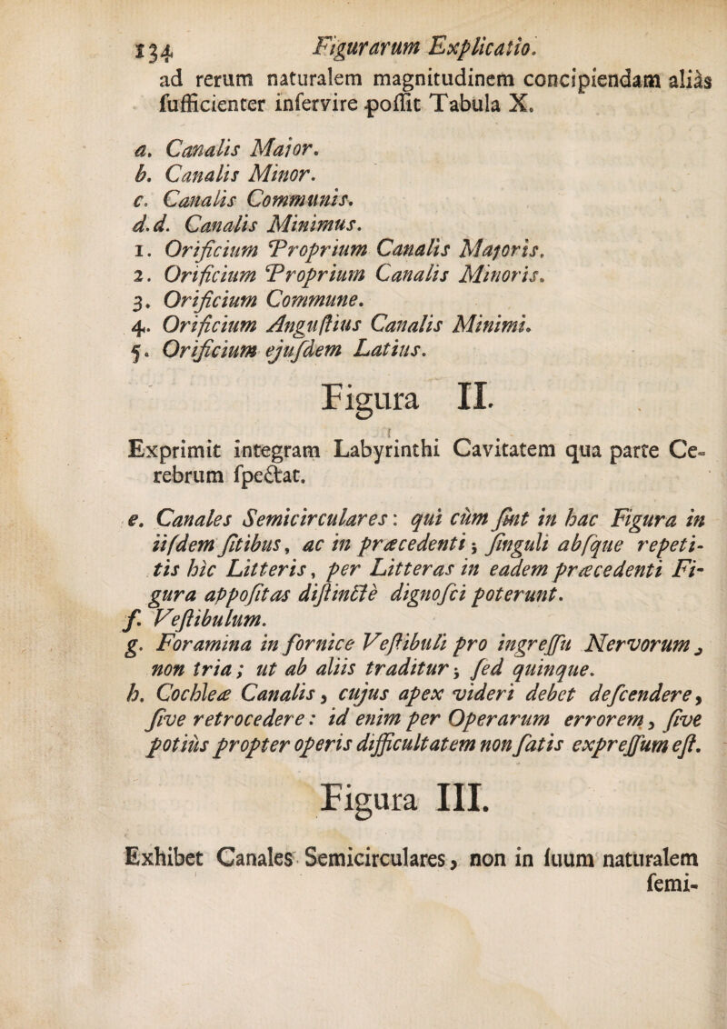 ad rerum naturalem magnitudinem concipiendam ali^s fufficienter intervire -poffit Tabula Xo a. Canalis Maior. Canalis Minor. Canalis Communis. Canalis Minimus. 1. Orificium Proprium Canalis Majoris. 2. Orificium Proprium Canalis Minoris. 3* Orificium Commune. 4. Orificium Anguftius Canalis Minimi. 5« Orificium ejufdem Latius. Figura II. Exprimit integram Labyrinthi Cavitatem qua parte Ce¬ rebrum fpeftat. Canales Semicirculares: cum fikt in hac Figura in iifdemfitibus, /» prae edenti •, finguli ab [que repeti¬ tis hic Litteris, /w Litteras in eadem prrecedenti Fi- appofitas dijimtle digno fici poterunt, f Veftibulum. g. Foramina in fiornice Vefiibuli pro ingrejfiu Nervorum j non tria; ut ab aliis traditur * yW quinque. h. Cochlece Canalis, cujus apex videri debet deficenderey five retrocedere: id enim per Operarum errorem y five potius propter operis difficultatem non fiatis exprejfum efi. Figura III. Exhibet Canales Semicirculares, non in luum naturalem femi-