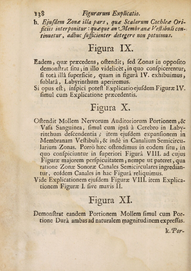 h. Ejufdem Zona illa pars, qua Scalarum Cochlea Ori¬ ficiis interponitur: quaque an 'JMembrana Veflibuli coti- - tinuetur, adhuc Jiifficienter detegere non potuimus. Figura IX. Eadem, quae prxcedens, offendit* fed Zonas in oppofito demonffrat litu* in illo videlicet, in quo confpicerentur* fi tota illa fuperficie., quam in figura IV. exhibuimus , fublata, Labyrinthum aperiremus. Si opus eft* infpici poteft Explicatio ejufdem Figurx IV. fimui cum Explicatione praecedentis. Figura X. Offendit Mollem Nervorum Auditoriorum Portionem,$e Vafa Sanguinea, fimui cum ipsa a Cerebro in Laby¬ rinthum defcendentia ; item ejufdem expanfionem in Membranam Veftibuli,& inde in Canalium Semicircu¬ larium Zonas. Porro hxc offendimus in eodem ficu, in quo confpiciuntur in fuperiori Figura VIII. ad cujus Figurae majorem perfpicuitatem * nempe ut pateret, qua ratione Zonae Sonoras Canales Semicirculares ingredian¬ tur, eofdem Canales in hac Figura reliquimus. Vide Explicationem ejufdem Figurx VIII. item Explica¬ tionem Figurae I. five mavis II. Figura XI. Demonftrat eandem Portionem Mollem fimui cum Por¬ tione Dura ambas ad naturalem magnitudinem expreflas. k. Tor-