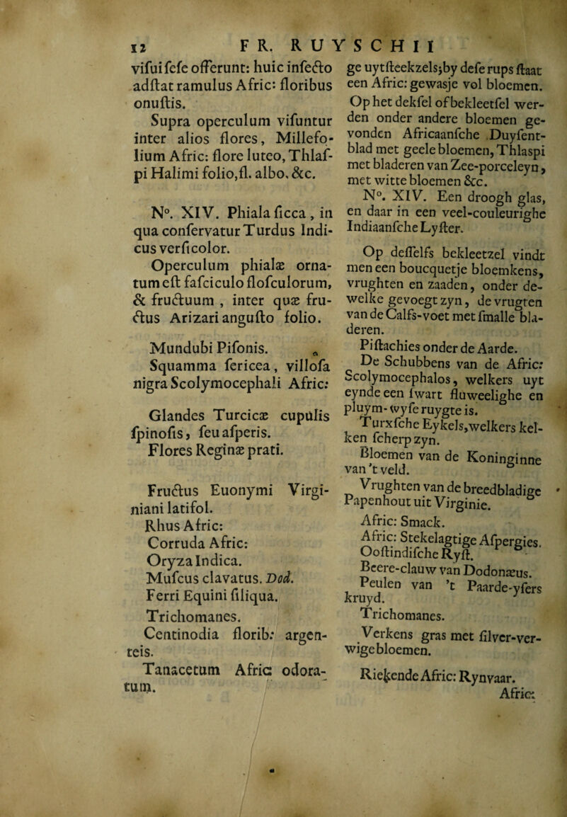 IZ FR, RU' vifuifefe offerunt: huic infefto adftat ramulus Afric*. floribus onuftis. Supra operculum vifuntur inter alios flores, Millefo¬ lium Afric: flore luteo, Thlaf- pi Halimi folio,fl. albo, &c. N°. XIV. Phiala ficca, in qua confervatur Turdus Indi¬ cus verficolor. Operculum phialae orna¬ tum eft fafciculo flofculorum, & fru&uum , inter quae fru- ftus Arizari angufto folio. S C H I I ge uytfteekzels>by deferups ftaat een Afric: gewasje vol bloemen. Op het dekfel ofbekleetfel wer¬ den onder andere bloemen ge¬ vonden Africaanfche Duyfent- blad met geele bloemen, Thlaspi met bladeren van Zee-porceleyn, met witte bloemen &c. N°. XIV. Een droogh glas, en daar in een veel-couleurighe Indiaanfche Lyfter. Op deflelfs bekleetzel vindt men een boucquetje bloemkens, vrughten en zaaden, onder de¬ welke gevoegtz yn, devrugren vandeCalfs-voet metfmalle bla¬ deren. Mundubi Pifonis. * Squamma fericea, villofa nigra Scolymocephali Afric; Glandes Turcicae cupülis fpinofis, feuafperis. Flores Reginae prati. Fruftus Euonymi Virgi¬ niam latifol. Rhus Afric: Corruda Afric: Oryza Indica. Mufcus clavatus. Dod. Ferri Equini filiqua. Trichomanes. Centinodia florib: argen- - teis. Tanacetutn Afric odora¬ tum. *'■' ^ vt v JL A CL l vt • De Schubbens van de Afric; Scolymocephalos, welkers uyt eynde een i wart fluweelighe en pluym-wy fe ruygte is. Turxfche Eykels,welkers kel¬ ken fcherpzyn. Bloemen van de Koninginne van ’t veld. Vrughten van de breedbladiec Papenhout uit Virginie. Afric: Smack. j^kelagtige Afpergies. Ooftindifche Ryft. Bcere-clauw van Dodonaeus. Peulen van ’c Paarde-vfers kruyd. J Trichomanes. Verkens gras met filvcr-ver- wigebloemen. Riekende Afric: Rynvaar. Afric