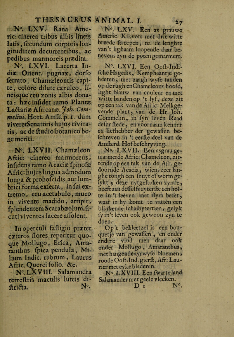 N°. LXV. Rana Ame- ric: cinerea tribus albis lineis latis, fecundum corporis lon¬ gitudinem decurrentibus, ac pedibus marmoreis praedita. N°. LXVI. Lacerta In¬ diae Oriënt, pugnax, dorfo ferrato, Chamaeleontis capi¬ te, colore dilute caeruleo, li¬ neisque ceu zonis albis dona¬ ta: haec inficiet ramo Plantae Laftariae Africanae. Joh. Com- rnelini. Hort. Amft. p. i. dum viveretSenatoris hujus civita¬ tis, ac de ftudio botanico be¬ ne meriti. N°. LXVII. Chamaeleon Aftic: cinereo marmoreus, inftdens ramo Acaciae fpinofas Afric*- hujus lingua admodum longa &probofcidis aut lum¬ brici forma exferta, in fui ex¬ tremo, ceu acetabulo, muco in vivente madido, arripit, fplendentem Scarabaeolum,fi- cuti viventes facere aflolent. In operculi faftigio praeter caeteros flores reperitur quo¬ que Mollugo, Erica, Ama- ranthus fpica pendula, Mi¬ lium Indic, rubrum, Laurus Afric. Querci folio. &c. N°.LXVUI. Salamandra terreftris maculis luteis di- ANIMAL. I. i7 N°. LXV. Een as grauwe Americ. Kikvors mét drie witte breede ftreepcn, na de lcnghte van \ lig haam loopende daar be¬ nevens zyn de poten gemarmert. N°. LXVL Een Ooft-Indi- fcheHagedis, Kemphaantje ge- heeten, met zaagh wyfe tanden op derugh enChameleons hoofd, light blauw van couleur en met witte banden op ’t lyf, deze zit op een tak van de Afric: Melkge¬ vende plant, van de Hr. Joh. Commelin, in fyn leven Raad defer ftede, en voornaam kenner en liefhebber der gewaffen be- fchreven in ’t eerfte deel van de Amfterd. Hof befchry ving. N°. LXVII. Een asgrau ge¬ marmerde Afric: Chameleon, zit¬ tende op een tak van de Afr. ge¬ doomde Acacia, wiens zeer lan- ghe tongh een fnuyt of worm ge- lykt $ deze uytgeftoken zynde, heeft aan deffelfs uyterffe een hol¬ te in ’t leeven met flym befet, waar in hy komt te vatten een blinkende fchalbytertien, gelyk fyin't leven ook gewoon zyn te doen. Op’t bekleetzel is een bou- quetje van gewaffen , en onder andere vind men daar ook onder Mollugo, Amaranthus, met hangendeayrwyfe bloemen, roodeOofLInd.gierft,Afr: Lau¬ rier met eyke bladeren. N°. LX VIII. Een fwarte land Salamander met geele vlecken.