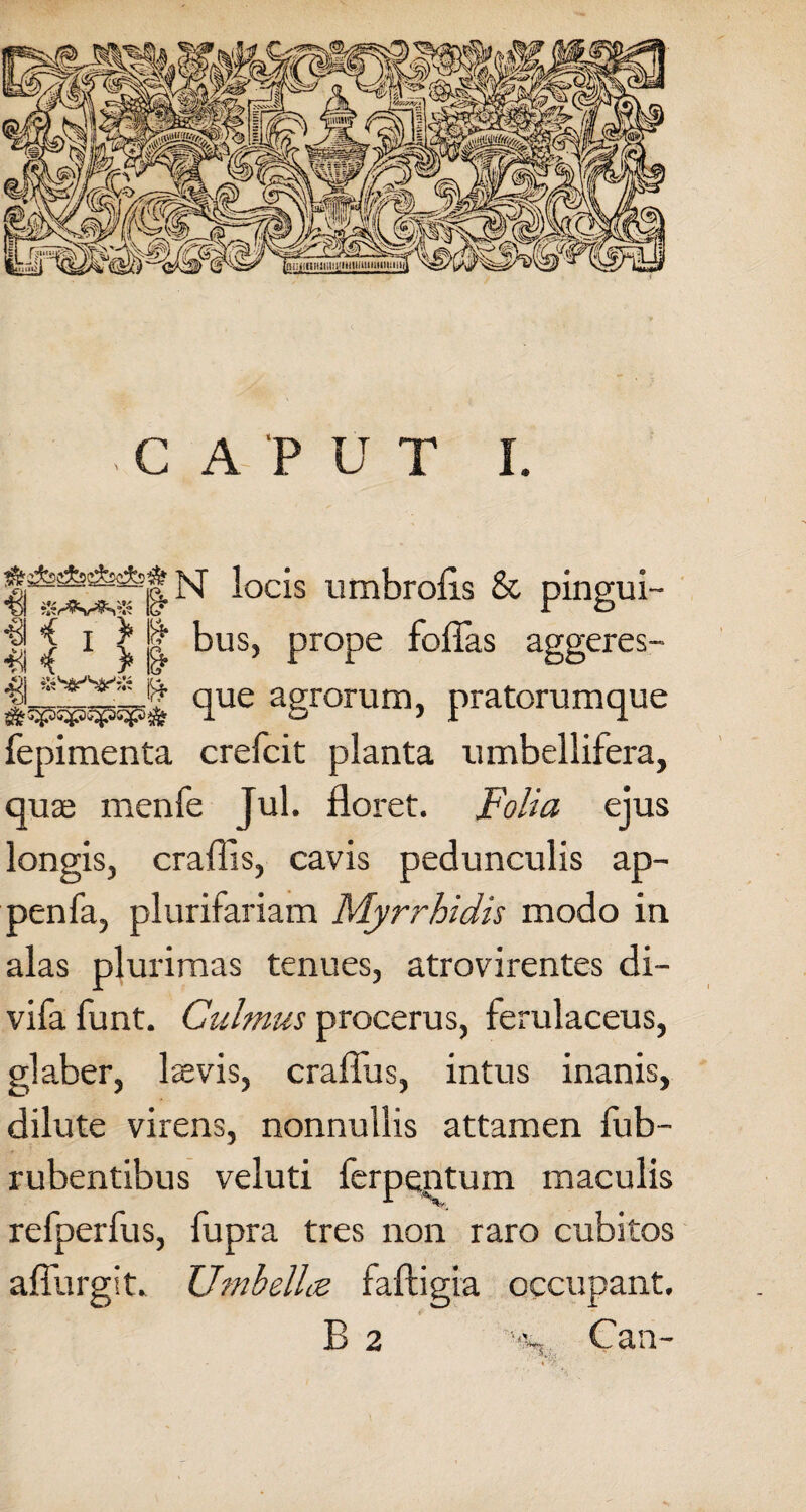 ^oc^s timbrofis & pingui- |j | I ^ | bus, prope fofias aggeres- liS5iS 4ue agrorum, pratorumque fepimenta crefcit planta umbellifera, quas menfe Jul. floret. Folia ejus longis, crafiis, cavis pedunculis ap- penfa, plurifariam Myrrhidis modo in alas plurimas tenues, atrovirentes di- vifa funt. Culmus procerus, ferulaceus, glaber, laevis, craflus, intus inanis, dilute virens, nonnullis attamen fub- rubentibus veluti ferpentum maculis refperfus, fupra tres non raro cubitos affurgit. Umbellie faftigia occupant. B 2 Can-