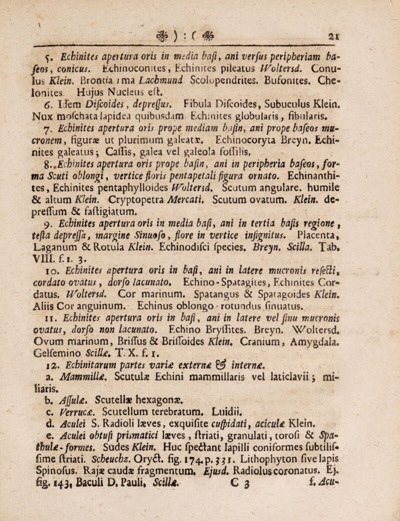 Echinites apertura oris in mrdia bafi, mi verfus peripheriam ba- feos, conicus, Echinoconnes, Echinites pileatus IVoltersd. Conu- Ius Klein. Brontsa ima Lachmund Scolopendrites. Bufomtes. Che» lonites Hujus Nucieus efl. 6. liem Difcoides, dtprefus. Fibula Difcoides» Subuculus Klein, Nux niofchsta lapidea quibusdam Echinites globularis , fibularis, 7, Echinites apertura oris prope mediam hitfin, ani prope bafeos mu¬ cronem, figurae ut plurimum galeata. Echinocoryta Breyn, Echi¬ nites galeatus * Cadis, galea vel galeola foffilis, 8..Echinites apertura oris prope baftn, ani in peripheria bafeos, for¬ ma Scuti oblongi, vertice floris pentapetali figura ornato, Echinanthi- tes, Echinites pentaphylloides IVoltersd. Scutum angulare, humile & altum Klein. Cryptopetra Mercati. Scutum ovatum. Klein, de- preffum & fafligiatum. 9. Echinites apertura oris in media bafi, ani in tertia bafls regione, tejla deprejfa, margine Sinuofo, flore in vertice infignitus. Placenta» Laganum & Rotula Klein, Echinodifci fpecies. Breyn, Scilla. Tab« VIII. £1.3. 10. Echinites apertura oris in bafi, ani in latere mucronis n[e&it cordato ovatus, dorfo lacunato. Echino-Spatagites, Echinites Cor¬ datus. IVoltersd, Cor marinum. Spatangus & Sparagoides Klein. Aliis Cor anguinum. Echinus oblongo.- rotundus .(innatus. 11. Echinites apertura oris in bafi, ani in latere vel fmu mucronis ovatus, dorfo non lacunato. Echino Bryllites. Breyn. Woltersd. Ovum marinum, Briffus & Brifibides Klein. Cranium, Amygdala. Geifemino Scilla. T.X. f. 1. iz. Ecbinitarum partes varia externa & interna. a. Mammilla. Scutulas Echini mammillaris vel laticlavii j mi¬ liaris. b. Ajfula. Scutellae hexagona. c. Verruca. Scuteilum terebratum. Luidii. d. Aculei S. Radioli laeves, exquifite cufpidati, acicula Klein. e. Aculei obtufi primatici laeves, ftriati, granulati, torofi & Spa¬ thula - formes. Sudes Klein. Huc fpedtant lapilli coniformes fubtilif- fime (Iriati. Scheuchz. Orydt. fig. 174.p. 331. Lithophyton five lapis Spinofus. Rajae caudae fragmentum. Ejusd. Radiolus coronatus. Ej. Bg. 143f Baculi D. Pauli, ScilU. C 3 f« 4cu-