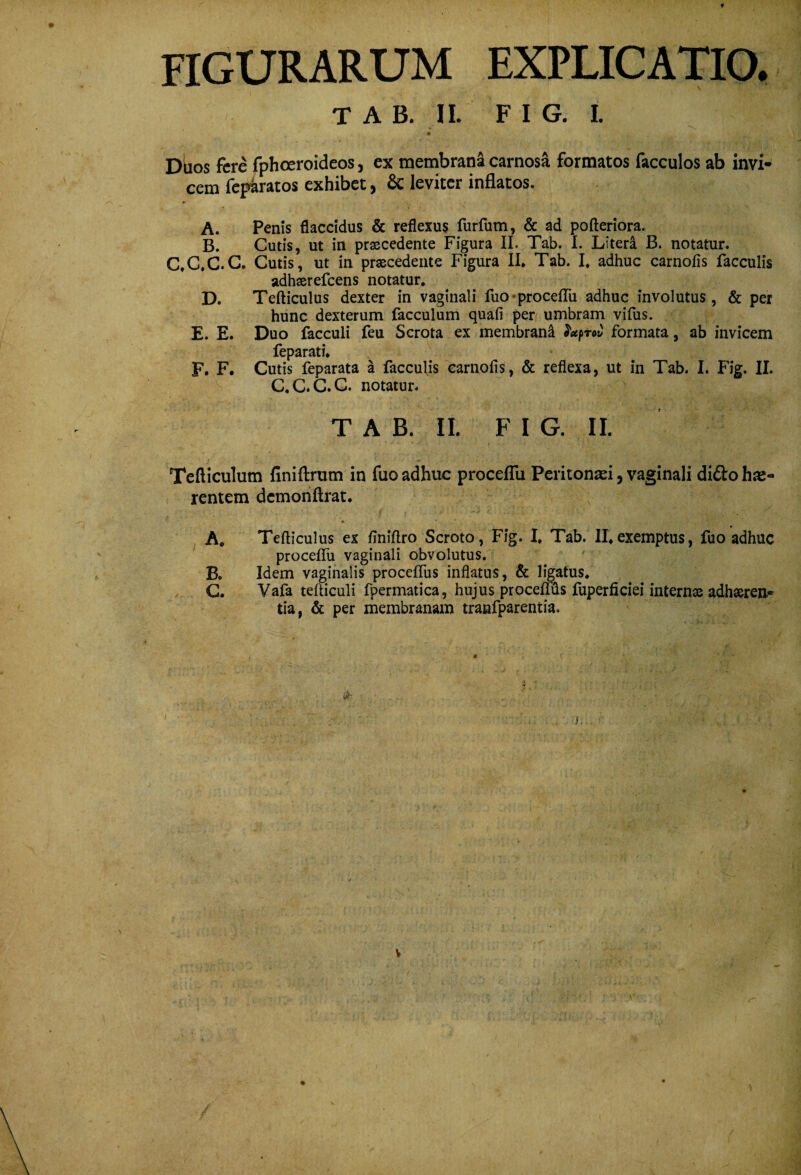 T A B. II. F I G. I. Dbos fere fphoeroideos, ex membrana carnosa formatos facculos ab invi¬ cem fejAratos exhibet, Sc leviter inflatos. A. Penis flaccidus & reflexus furfum, & ad pofteriora. B. Cutis, ut in praecedente Figura II. Tab. I. Literi B. notatur. C^C.C.C. Cutis, ut in praecedente Figura II* Tab. I. adhuc carnofis faeculis adhserefcens notatur, D. Tefticulus dexter in vaginali fuo-proceffu adhuc involutus, & per hunc dexterum facculum quafi per umbram vifus. E. E. Duo facculi feu Scrota ex membrani formata, ab invicem feparati, F. F. Cutis feparata a faeculis carnofis, & reflexa, ut in Tab. I. Fig. II. C, C. C. C. notatur. T A B. II. FI G. II. Tefticulum finiftrum in fuo adhuc procelTu Peritonaei, vaginali diftohje- rentem dcmonftrat. A. Tefticulus ex finiftro Scroto, Fig. I, Tab. II,exemptus, fuo adhuc proceflTu vaginali obvolutus. B. Idem vaginalis proceflus inflatus, & G., Vafa tefticuli fpermatica, hujus procefms fuperficiei internae adhaeren¬ tia, & per membranam tranfparentia.