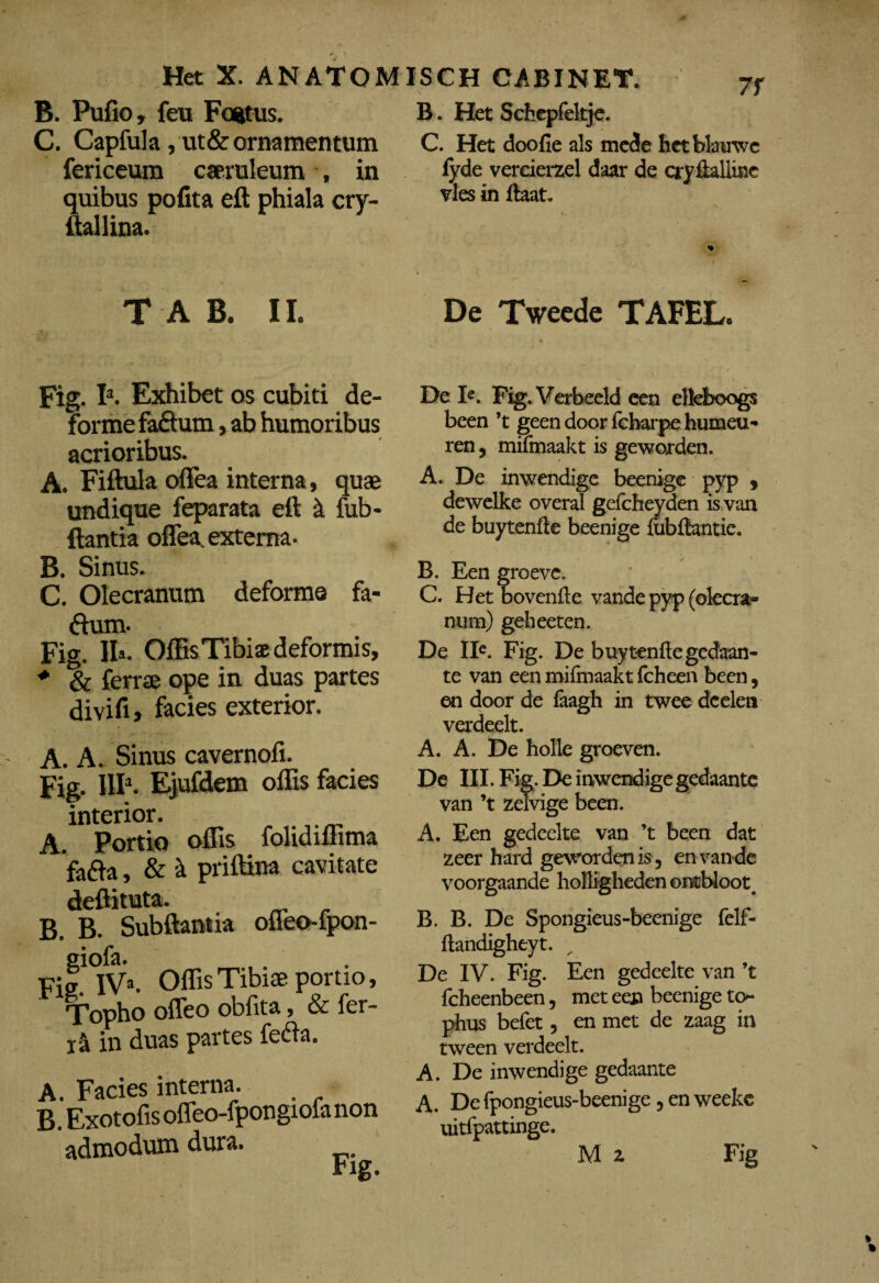 B. Pufio, feu Foetus. C. Capfula ,ut&ornamentum fericeum caeruleum , in quibus polita eft phiala cry- itallina. TAB. II. Fig. I3. Exhibet os cubiti de¬ forme faftum , ab humoribus acrioribus. A. Fiftula offea interna, quae undique feparata eft i fub- ftantia offea, externa- B. Sinus. C. Olecranum deforme fa- ftum- Fig. II»- Offis Tibiae deformis, * & ferrae ope in duas partes divifi> facies exterior. A. A. Sinus cavernofi. Fig. III1. Ejufdem offis facies interior. A. Portio offis folidiffima fafta, & A priftina cavitate deftituta. B. B. Subftantia ofleo-fpon- giofa. Fis:. IV3. Offis Tibiae portio, Topho offeo obfita, & fer¬ ra in duas partes fecfta. A. Facies interna. B. Exotofis offeo-fpongiofa non admodum dura. B. Het Schepfekje. C. Het doofie ais mede het blauwc fyde vercierzel daar de cryftaliine vies in ftaat. De Tweede TAFEL. De Ie. Fig. Verbeeld een elkboogs been ’t geen door fcharpe humeu- ren, mifmaakt is geworden. A. De inwendige beenige pyp , dewelke overal gefcfteyden isvan de buytenfte beenige ftibftantie. B. Een groeve. C. Het bovenfte vande pyp (olecra- num) geheeten. De IIe. Fig. De buytenfte gedaan- te van een mifmaakt fcheen been, en door de faagh in twee dcelen verdeelt. A. A. De holle groeven. De III. Fig. De inwendige gedaante van ’t zelvige been. A. Een gedeelte van ’t been dat zeer hard geworden is , en van de voorgaande holligheden ontbloot^ B. B. De Spongieus-beenige felf- ftandigheyt. De IV. Fig. Een gedeelte van ’t fcheenbeen, met eeja beenige tcn phus befet, en met de zaag in tween verdeelt. A. De inwendige gedaante A. De fpongieus-beenige , en weeke uitfpattinge. M z Fig