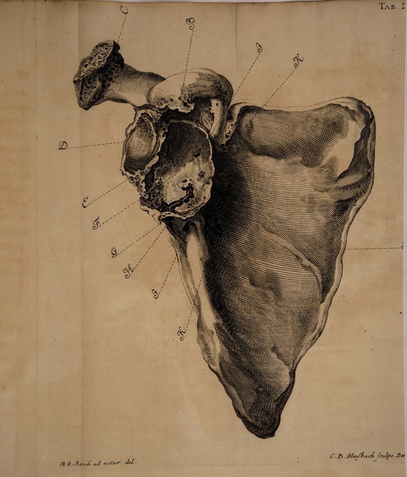 C. T> . SrlajffacA CtJfJ- £ er Sf. cod ruituS' > cled